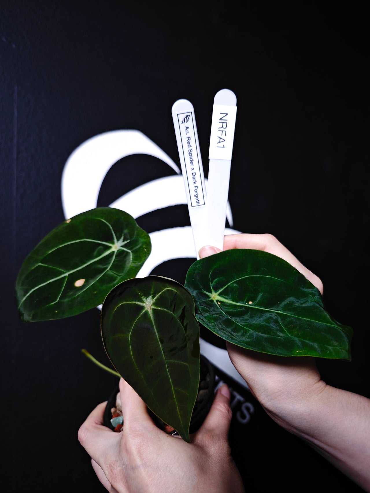 Anthurium Red Spider x Dark Forgetii