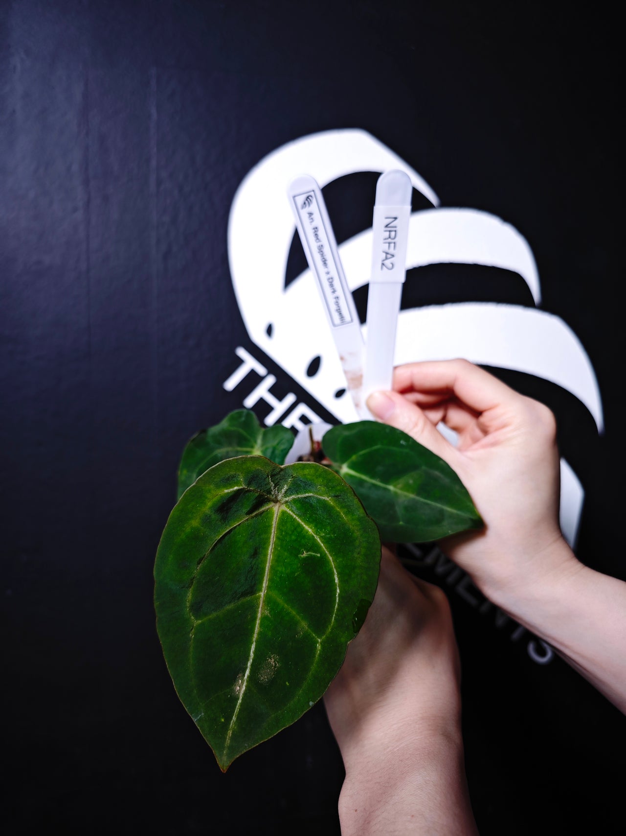 Anthurium Red Spider x Dark Forgetii