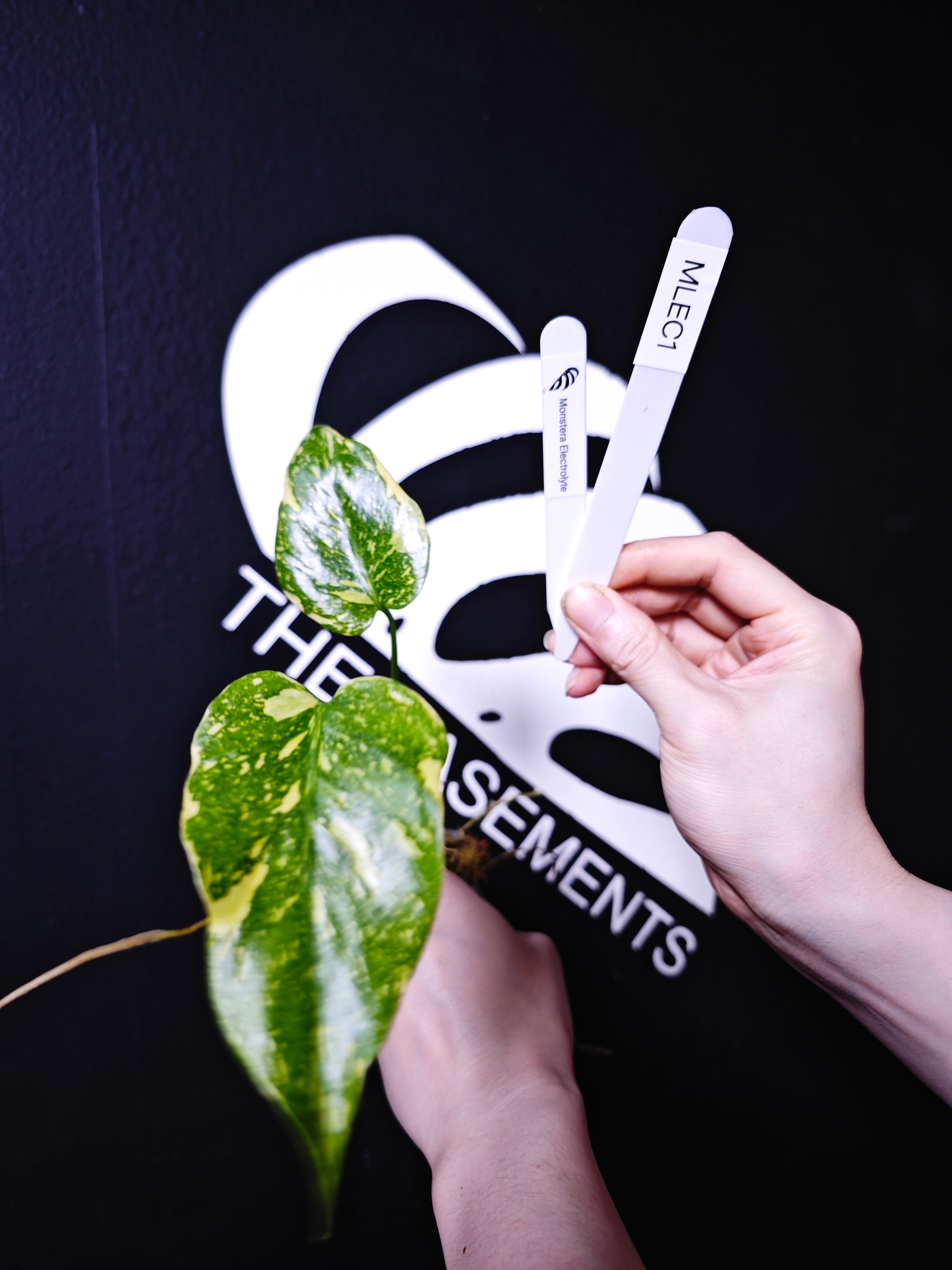 Monstera Electrolyte