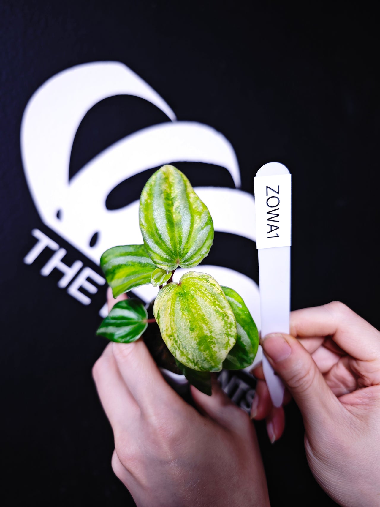 Watermelon Peperomia Var - thebasements.us