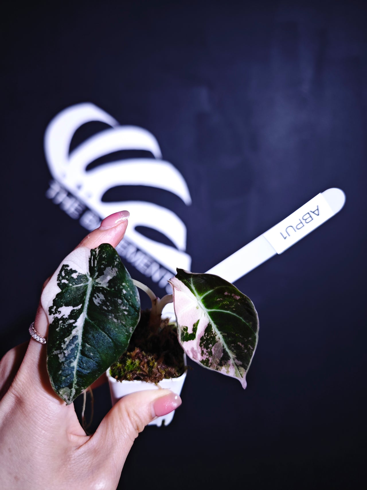 Alocasia Black Velvet Ablo Pink Variegation - thebasements.us