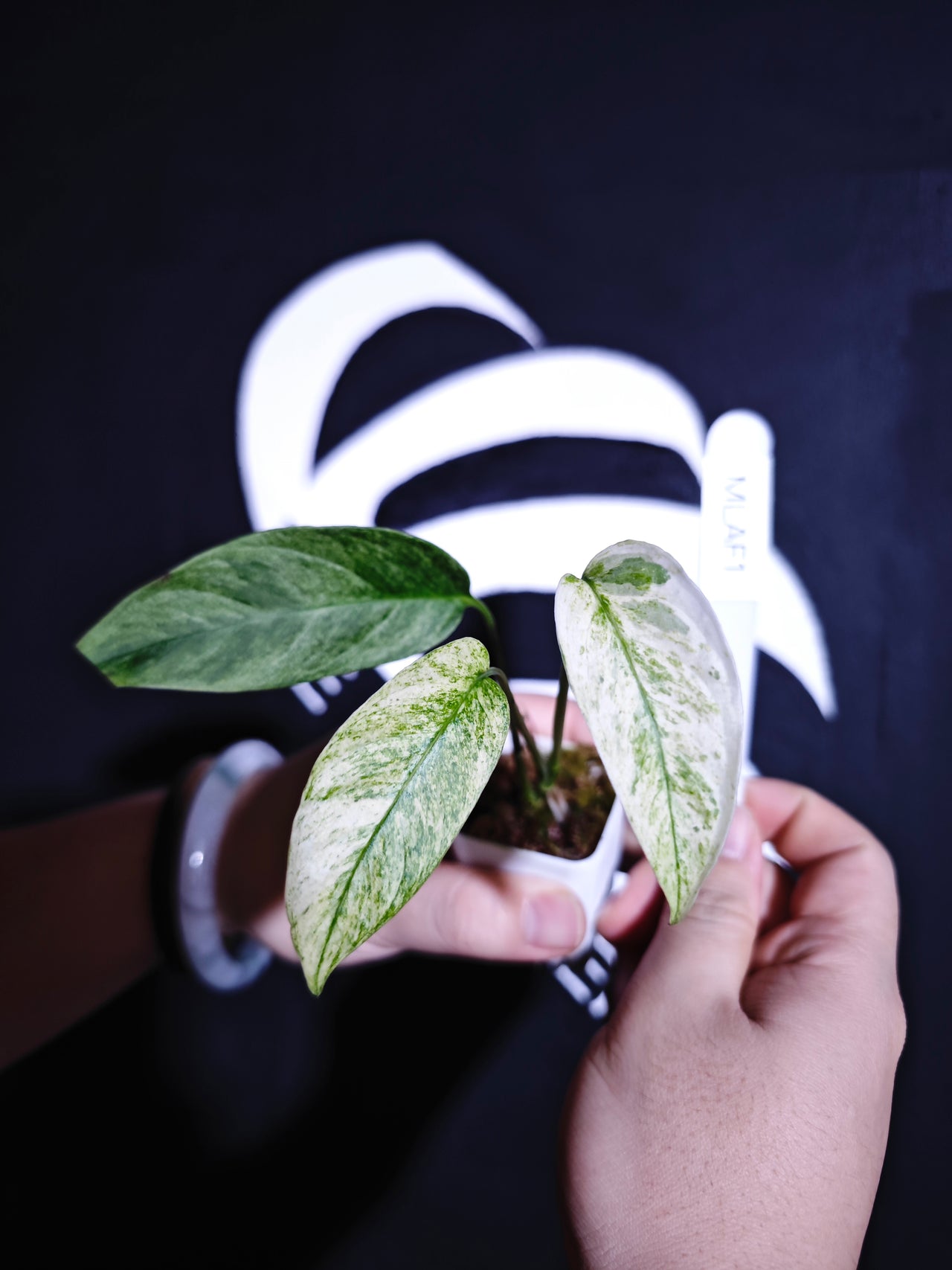 Monstera Adansonii Laniata Var Narrow From - thebasements.us