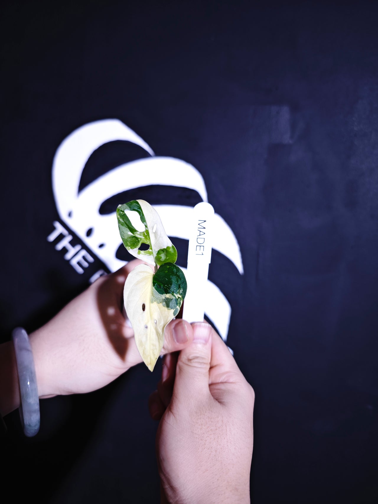 Monstera Adansonii Albo - thebasements.us