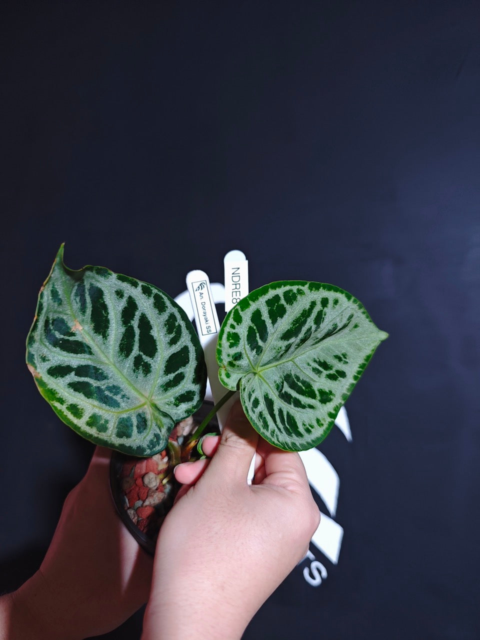 Anthurium Dorayaki Selected - thebasements.com