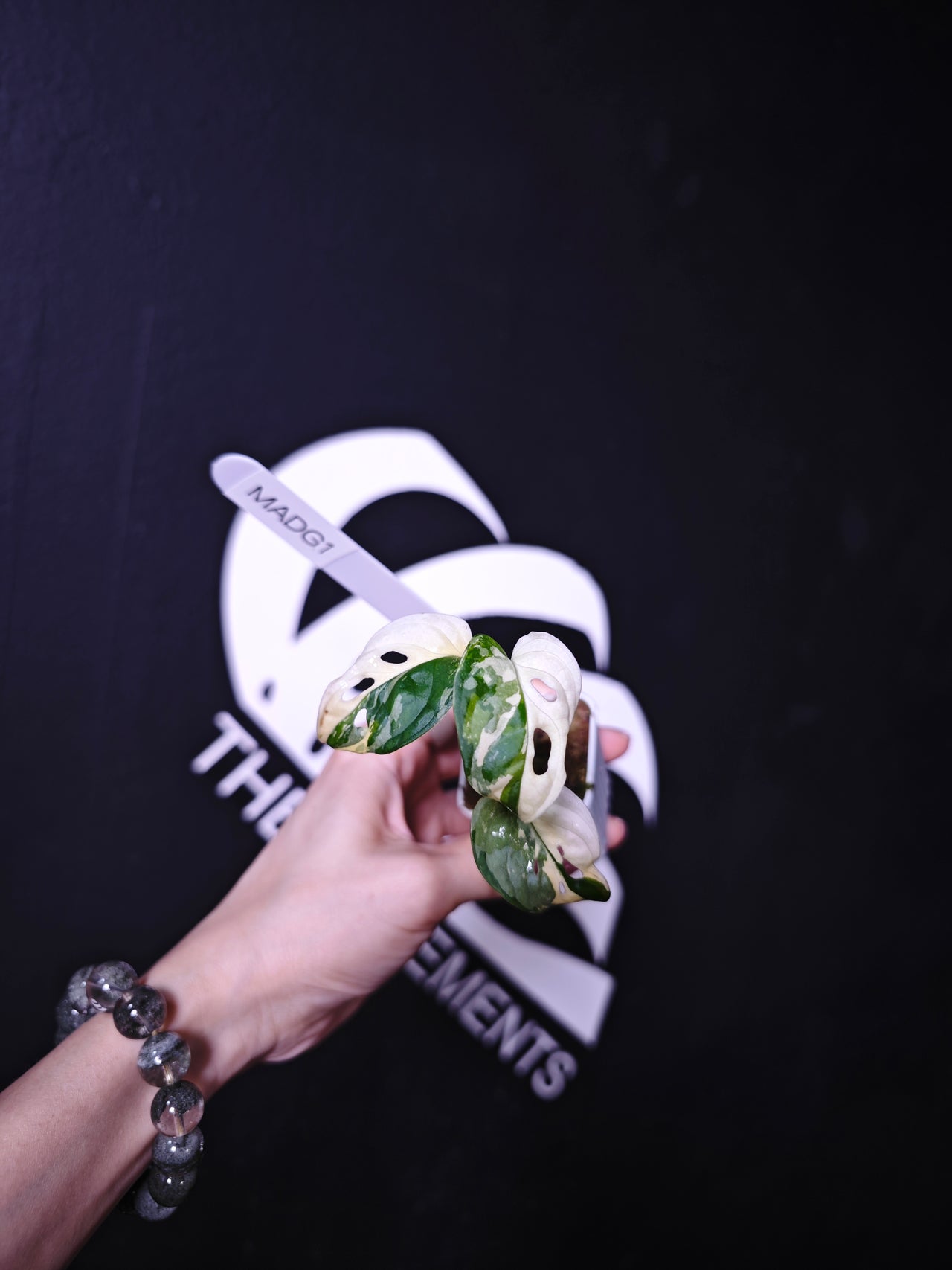 Monstera Adansonii Albo - thebasements.us