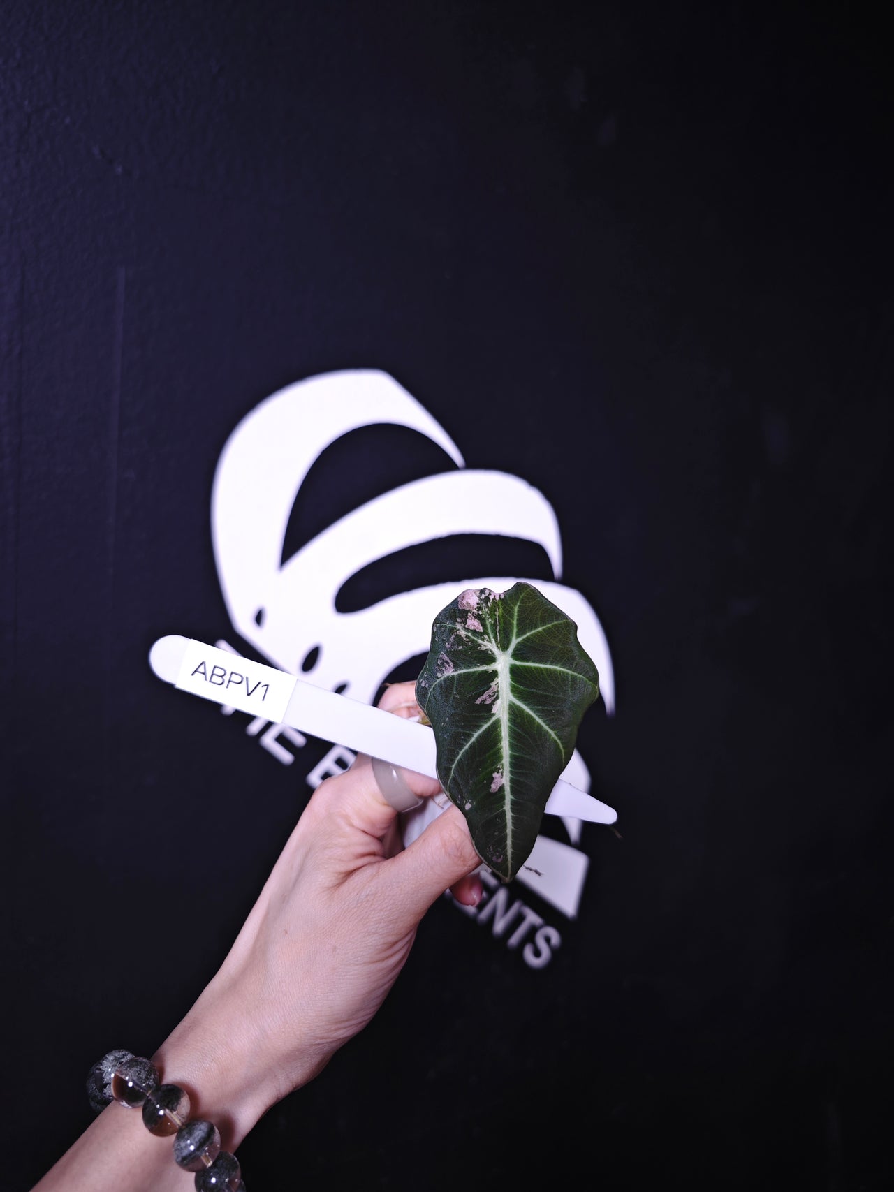 Alocasia Black Velvet Ablo Pink Variegation - thebasements.us