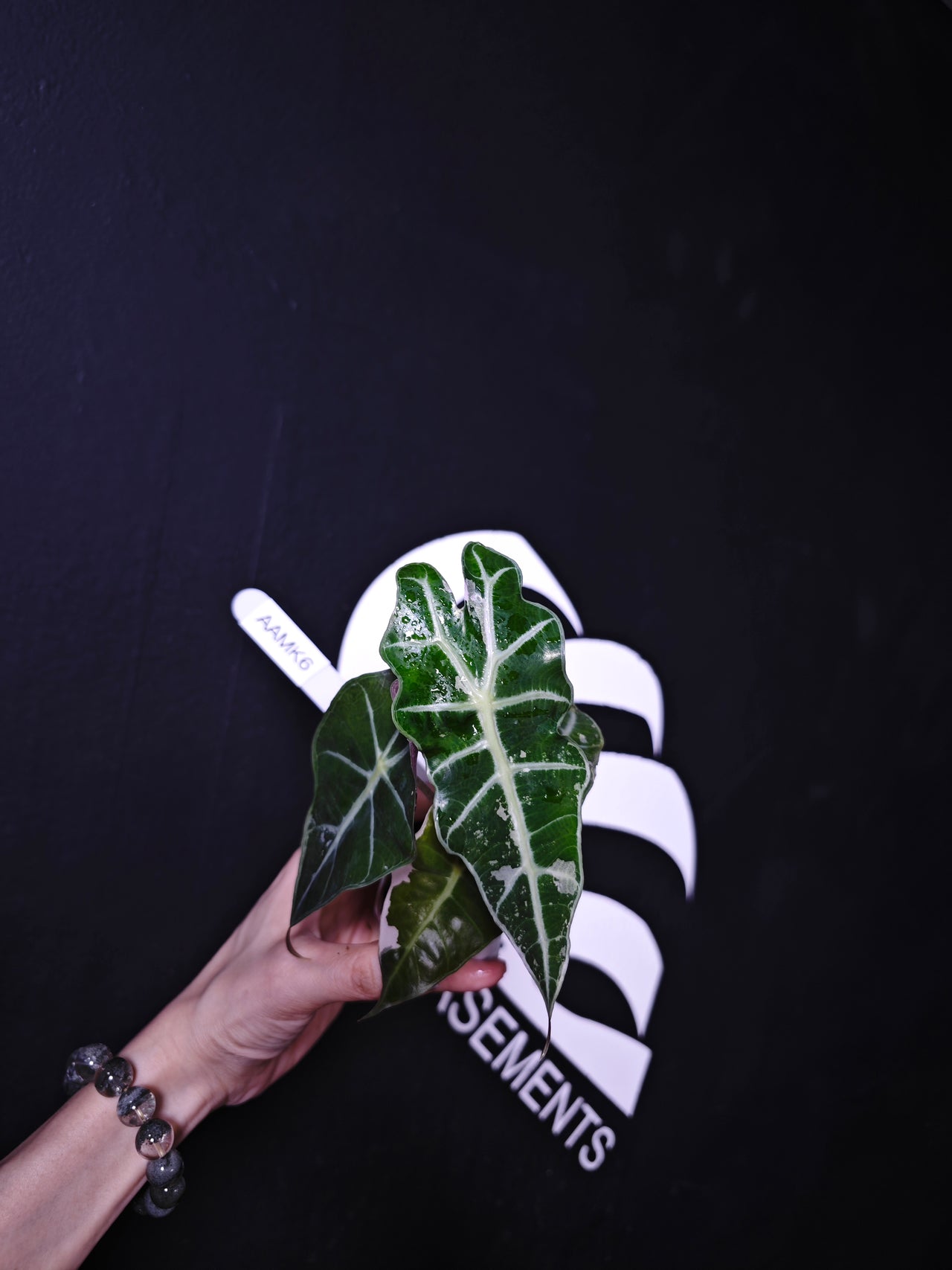 Alocasia Amazonica Variegated - thebasements.com
