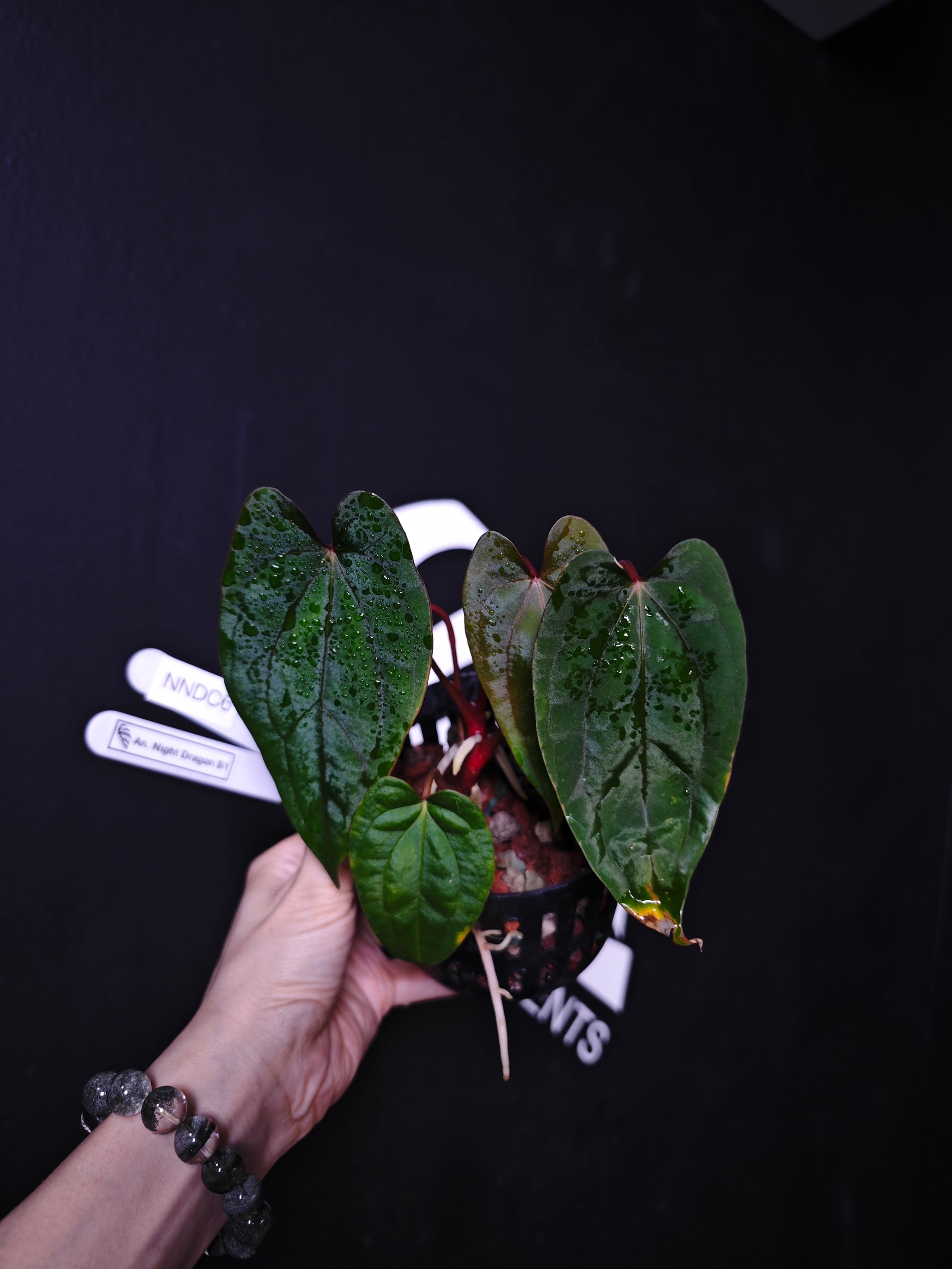 Anthurium Night Dragon S1 - thebasements.com