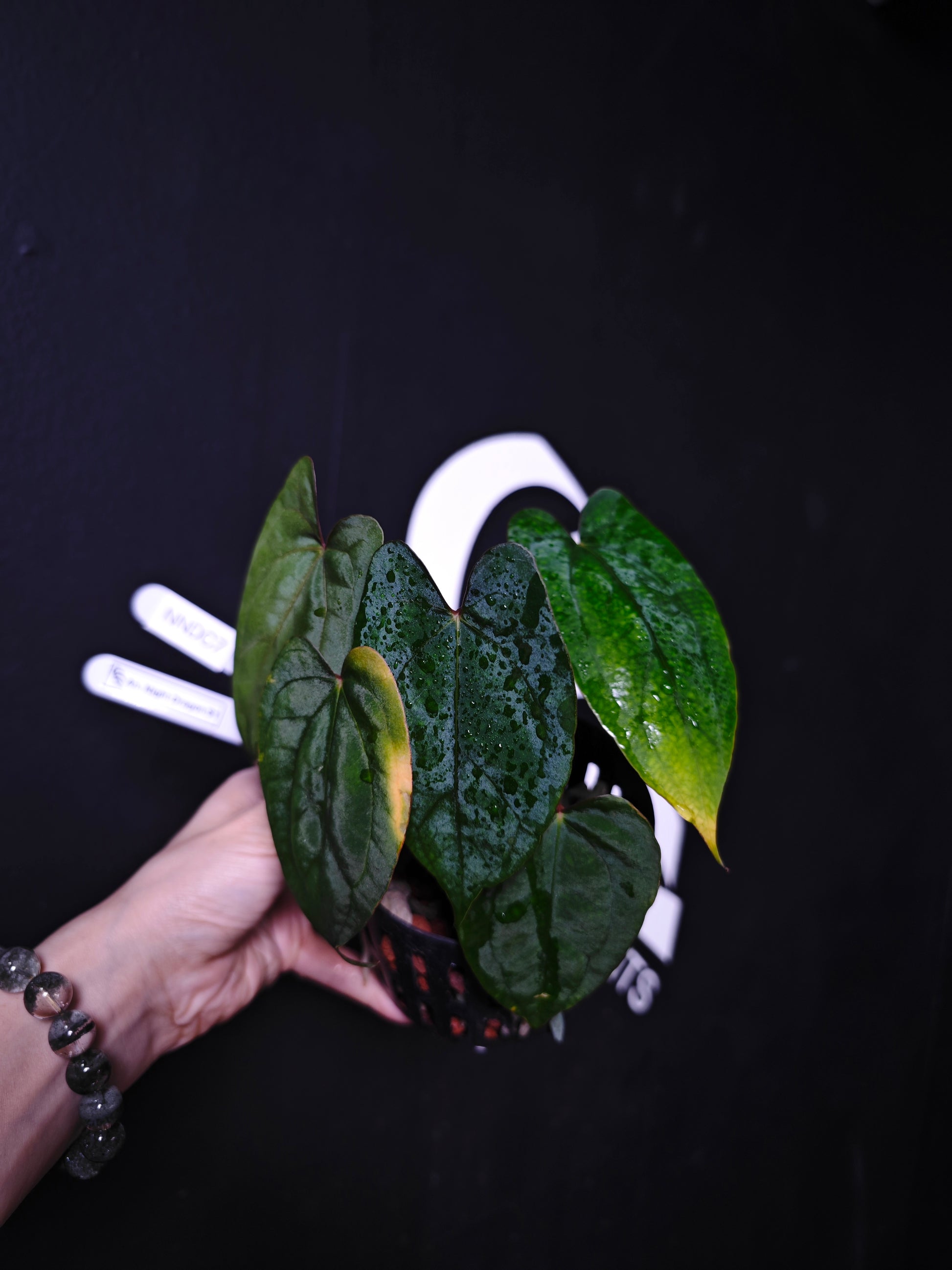 Anthurium Night Dragon S1 - thebasements.com