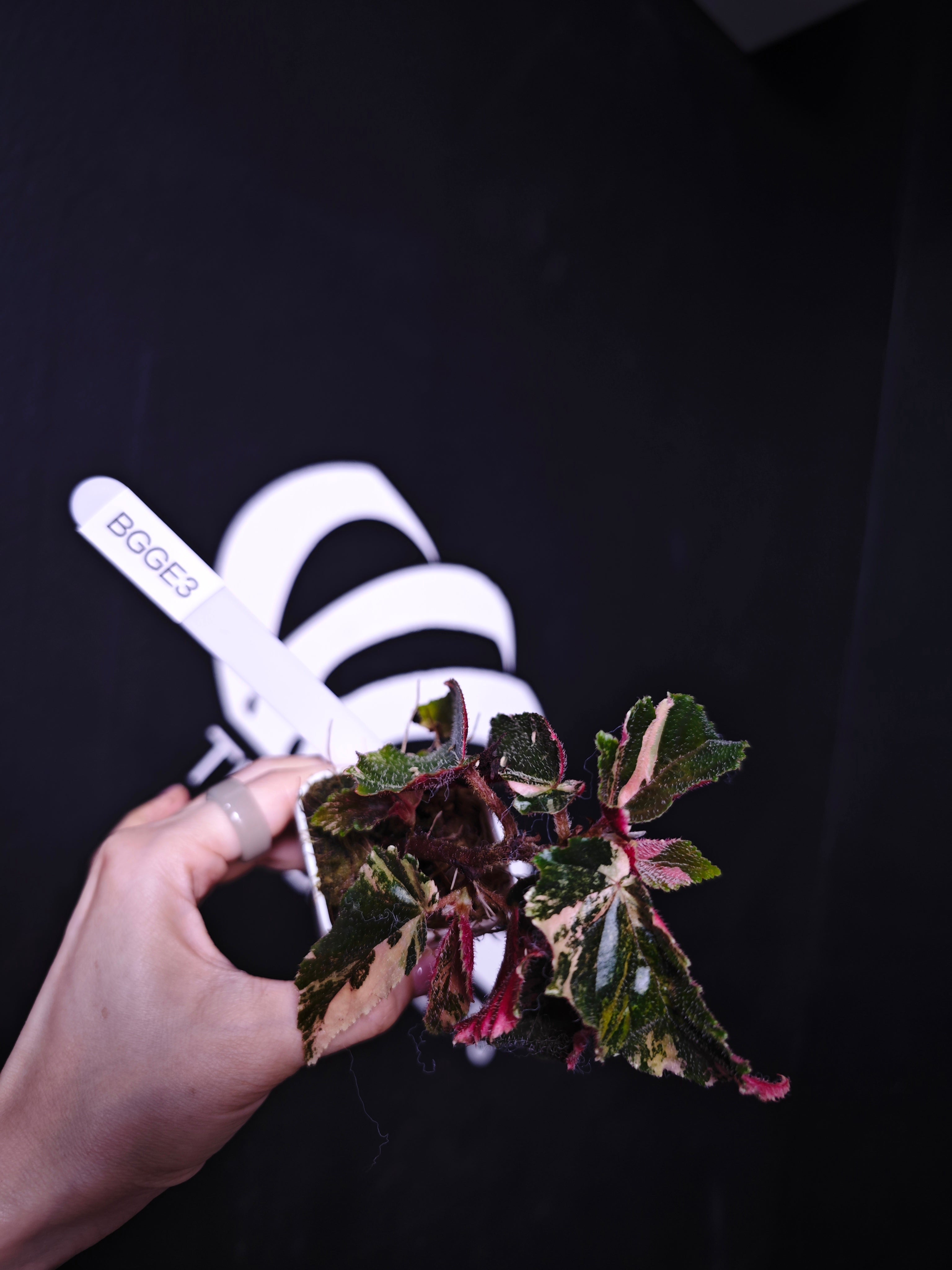 ベゴニア ジニーギャラクシー - thebasements.com