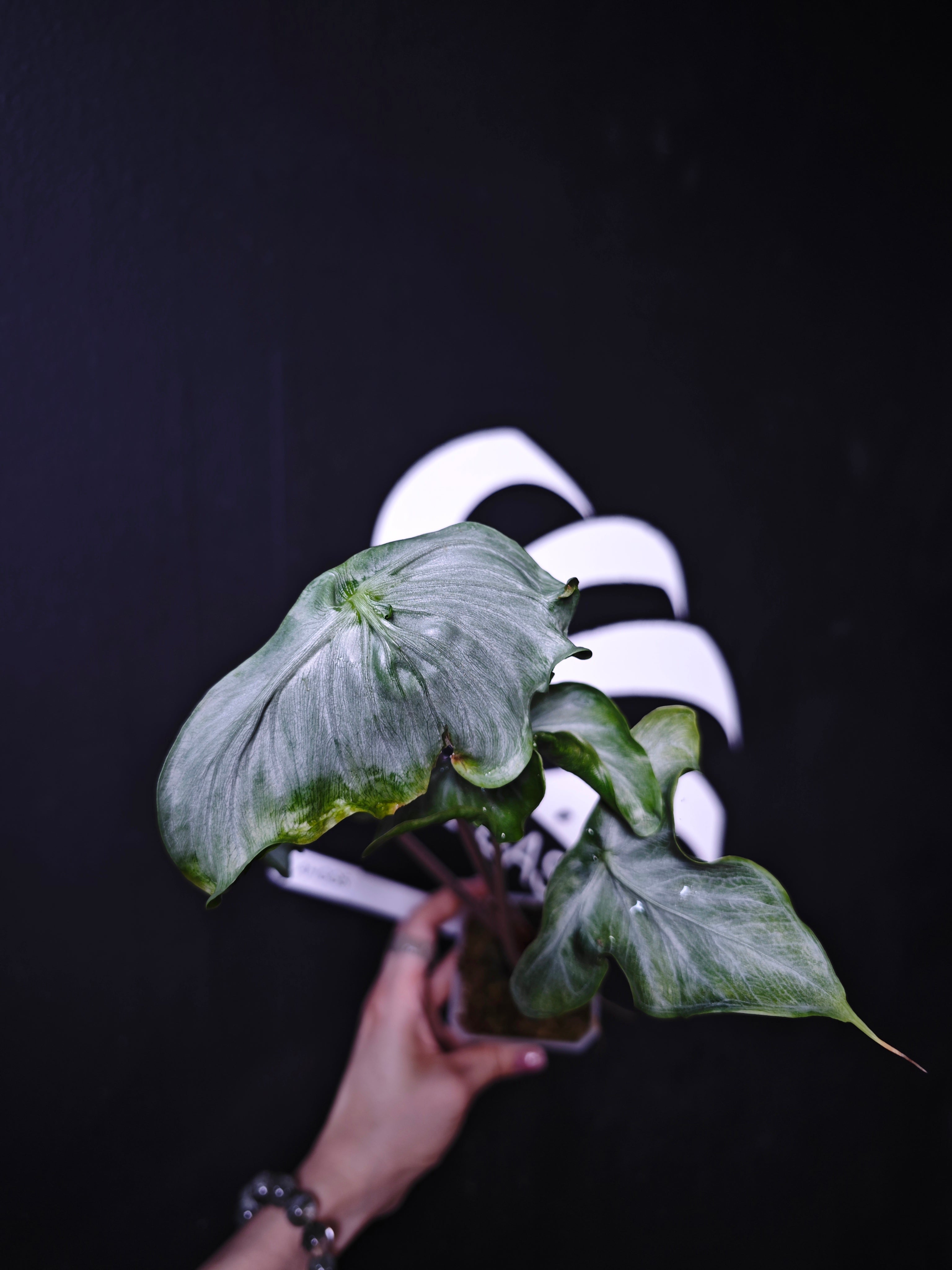 Alocasia Holy Grail