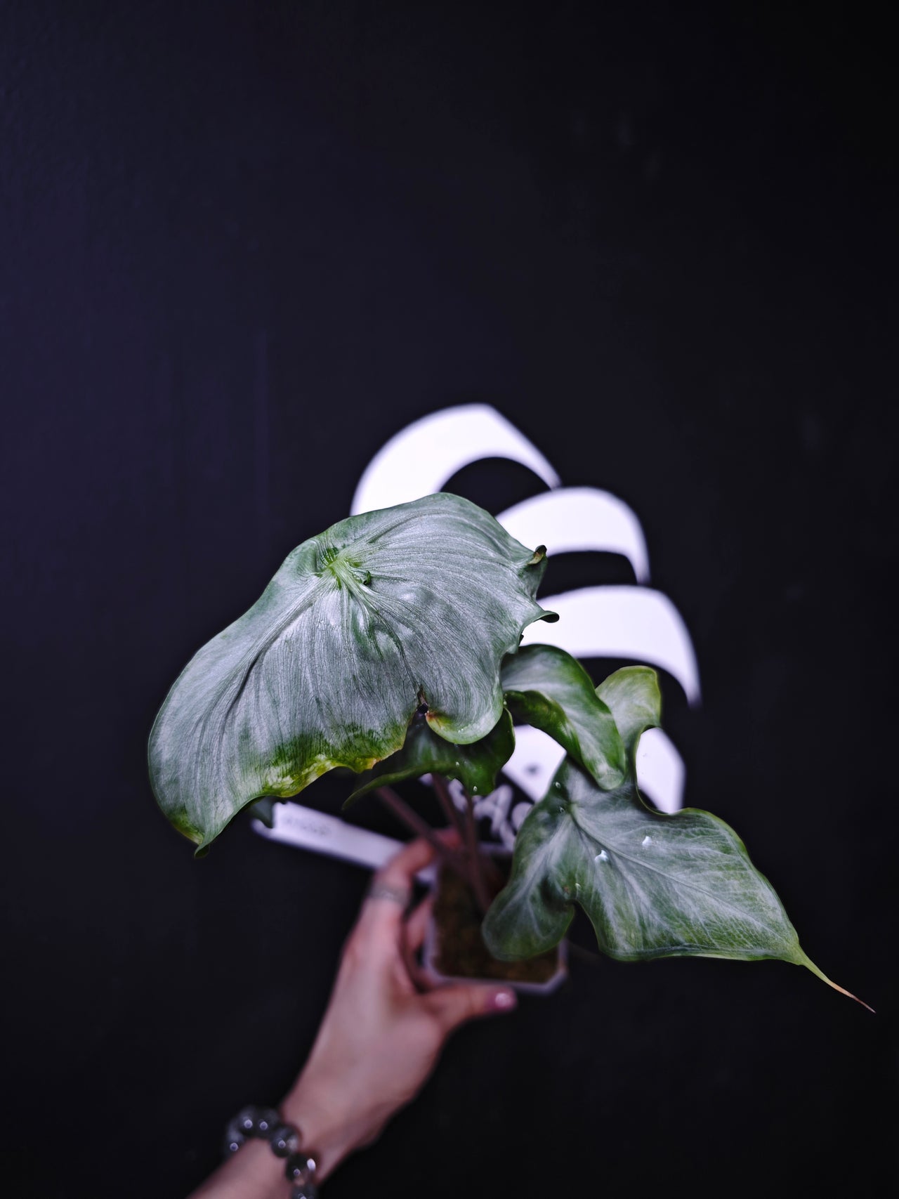 Alocasia Holy Grail - thebasements.com