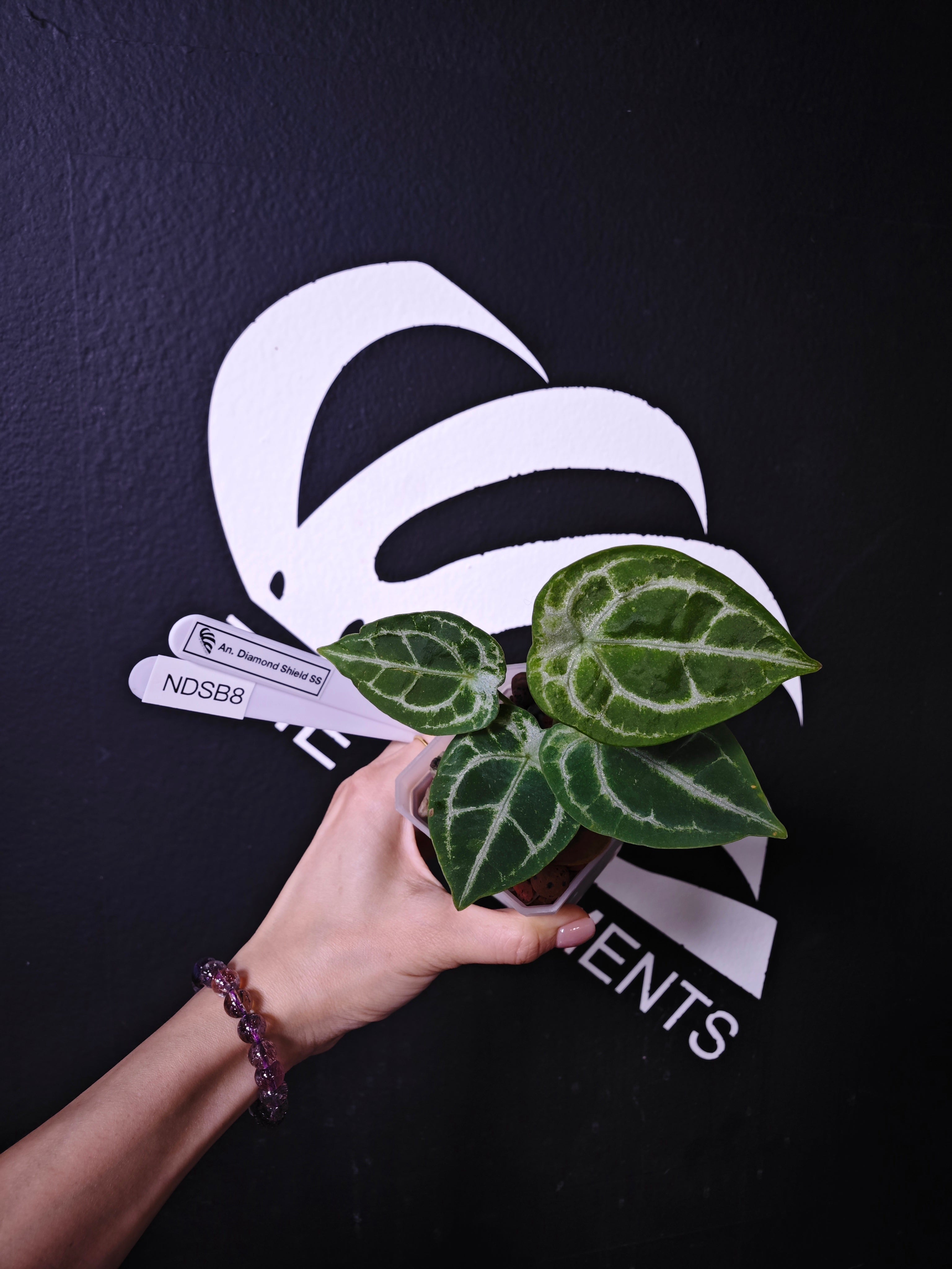 Anthurium Diamond Shield F1