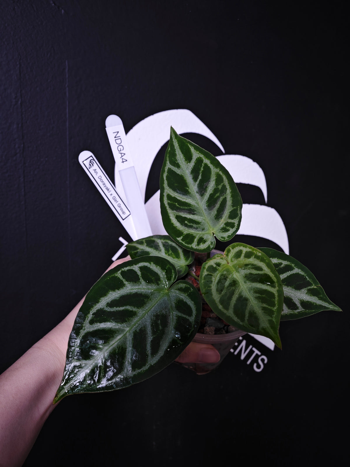 Anthurium Dorayaki x Girl Group - thebasements.com