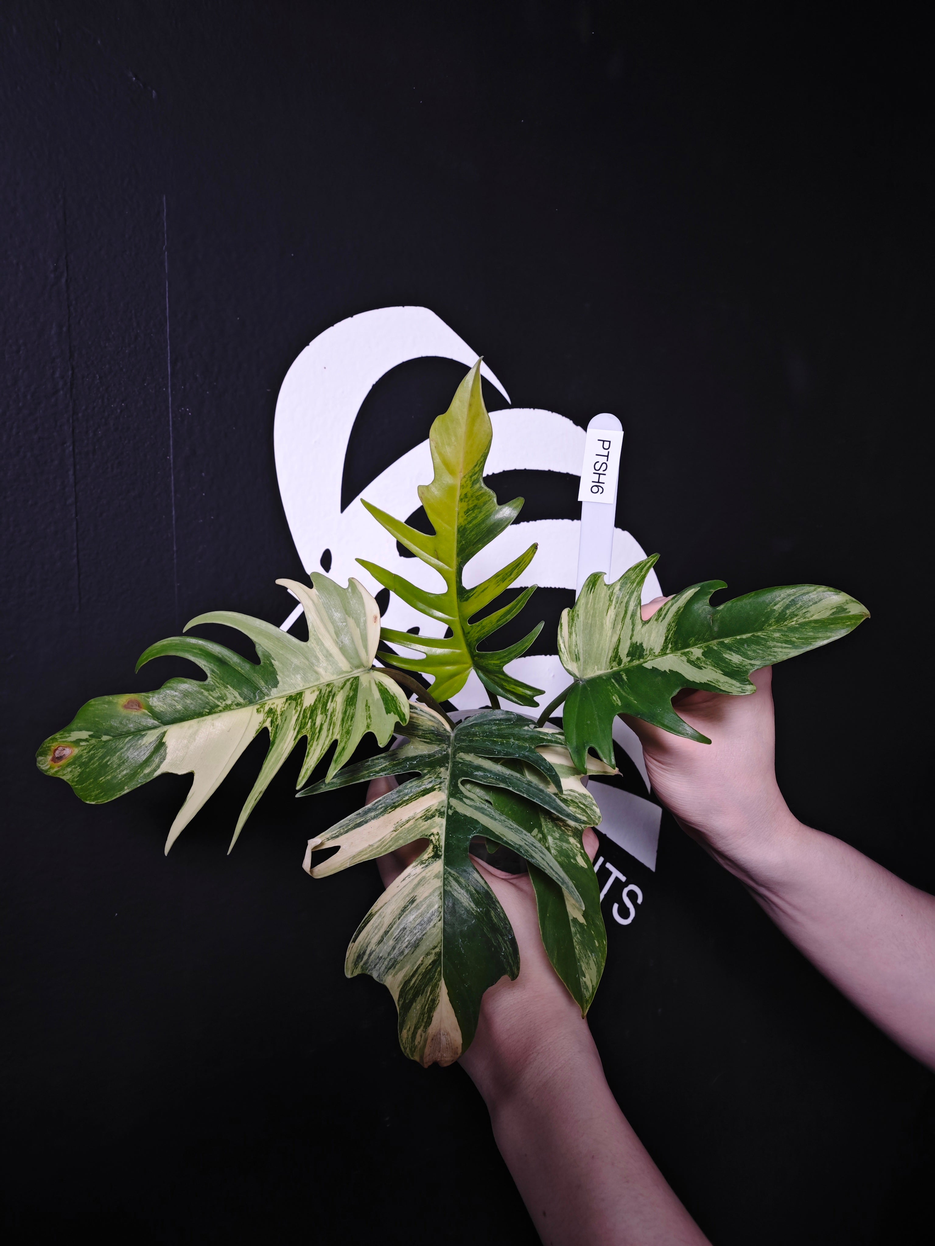 Philodendron Florida Beauty x Tortum Variegated