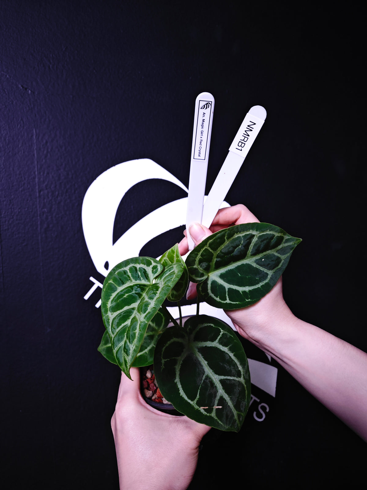 Anthurium Magic Girl x Red Crystal - thebasements.com