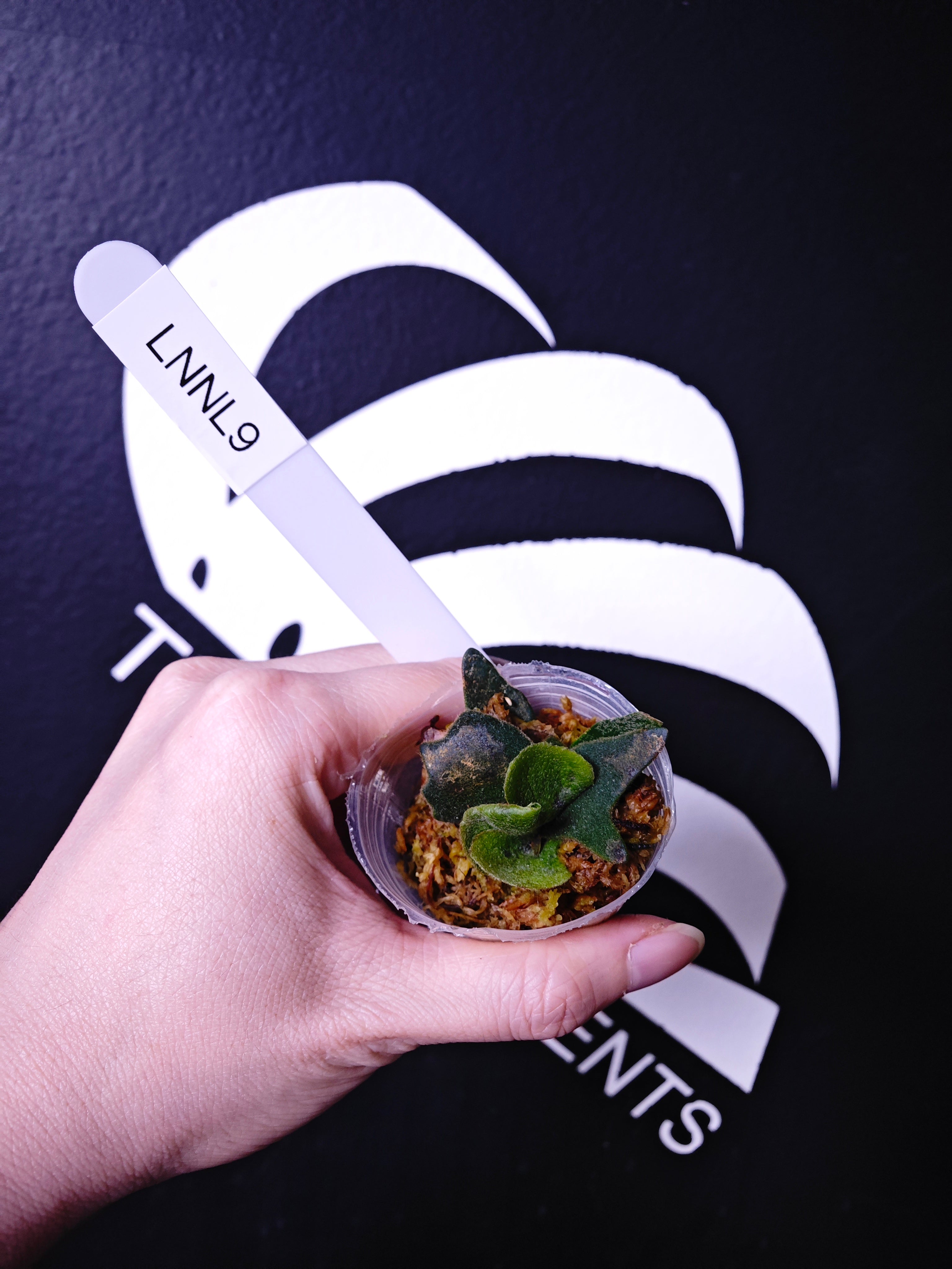 Platycerium Willinckii Dwarf “Nano” Sporeling