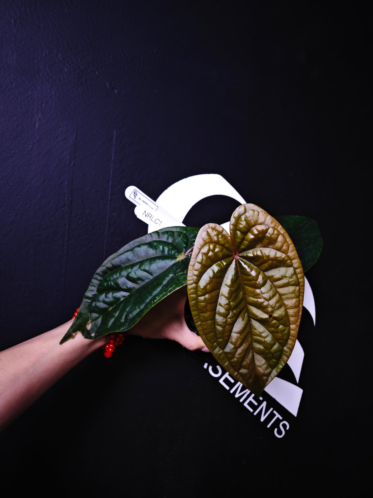 Anthurium Luxurians x Dark Phoenix - thebasements.com