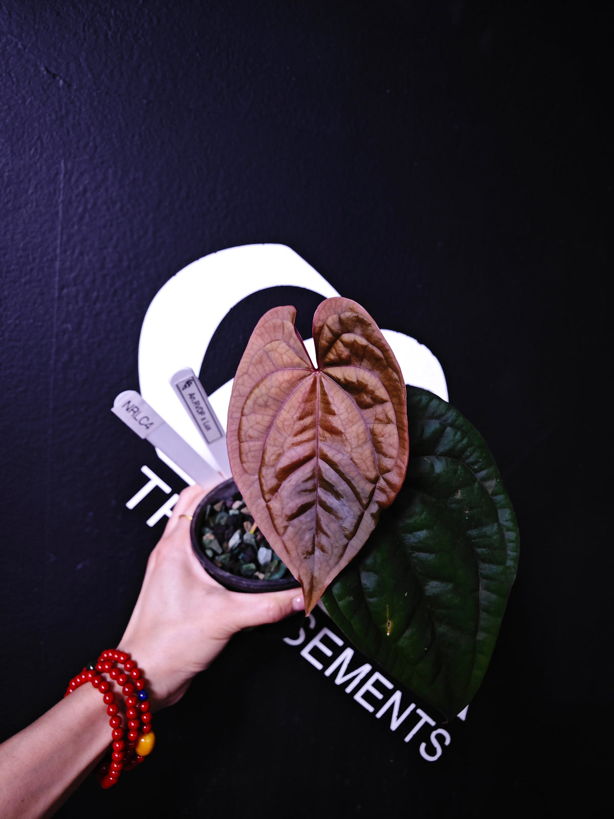 Anthurium Luxurians x Dark Phoenix - thebasements.com