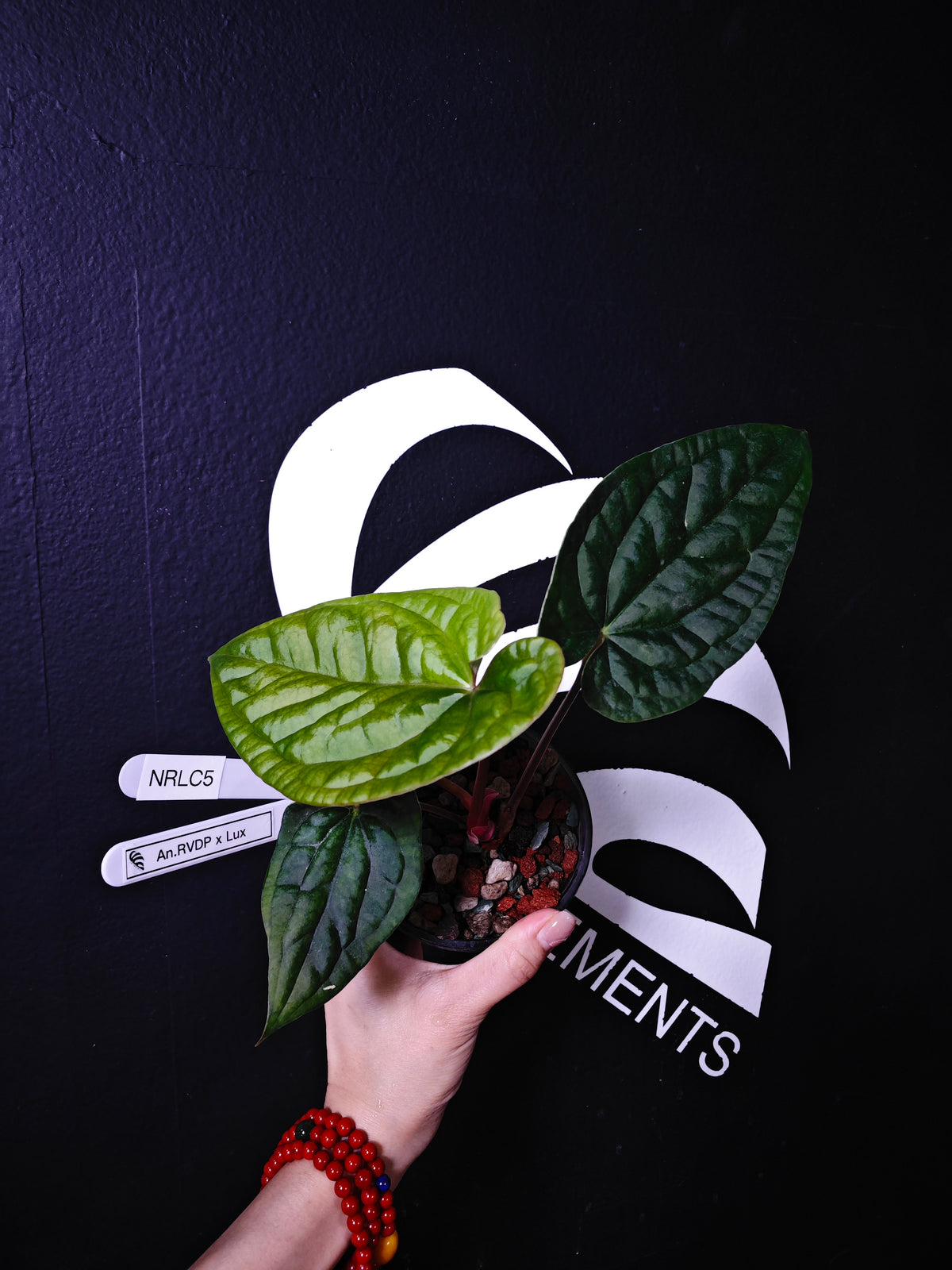 Anthurium Luxurians x Dark Phoenix - thebasements.com