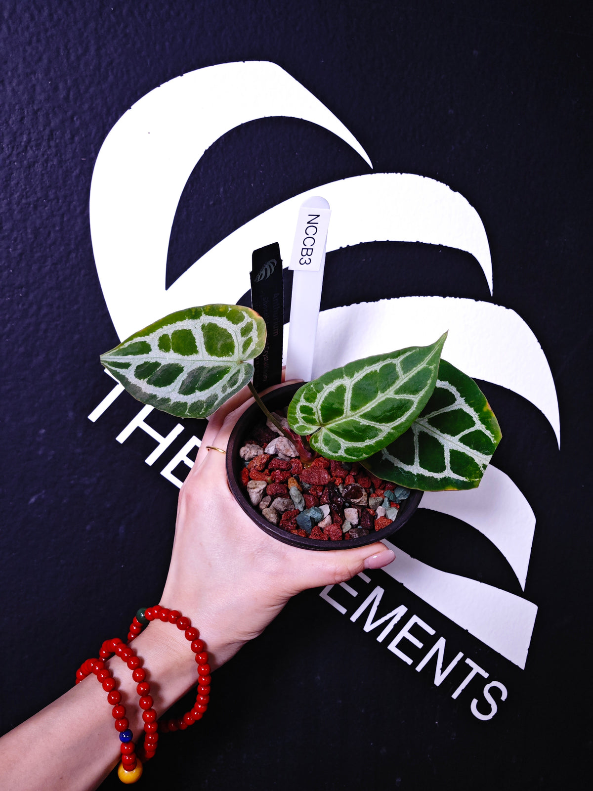 Anthurium Chocolate x Red Crystal - thebasements.com