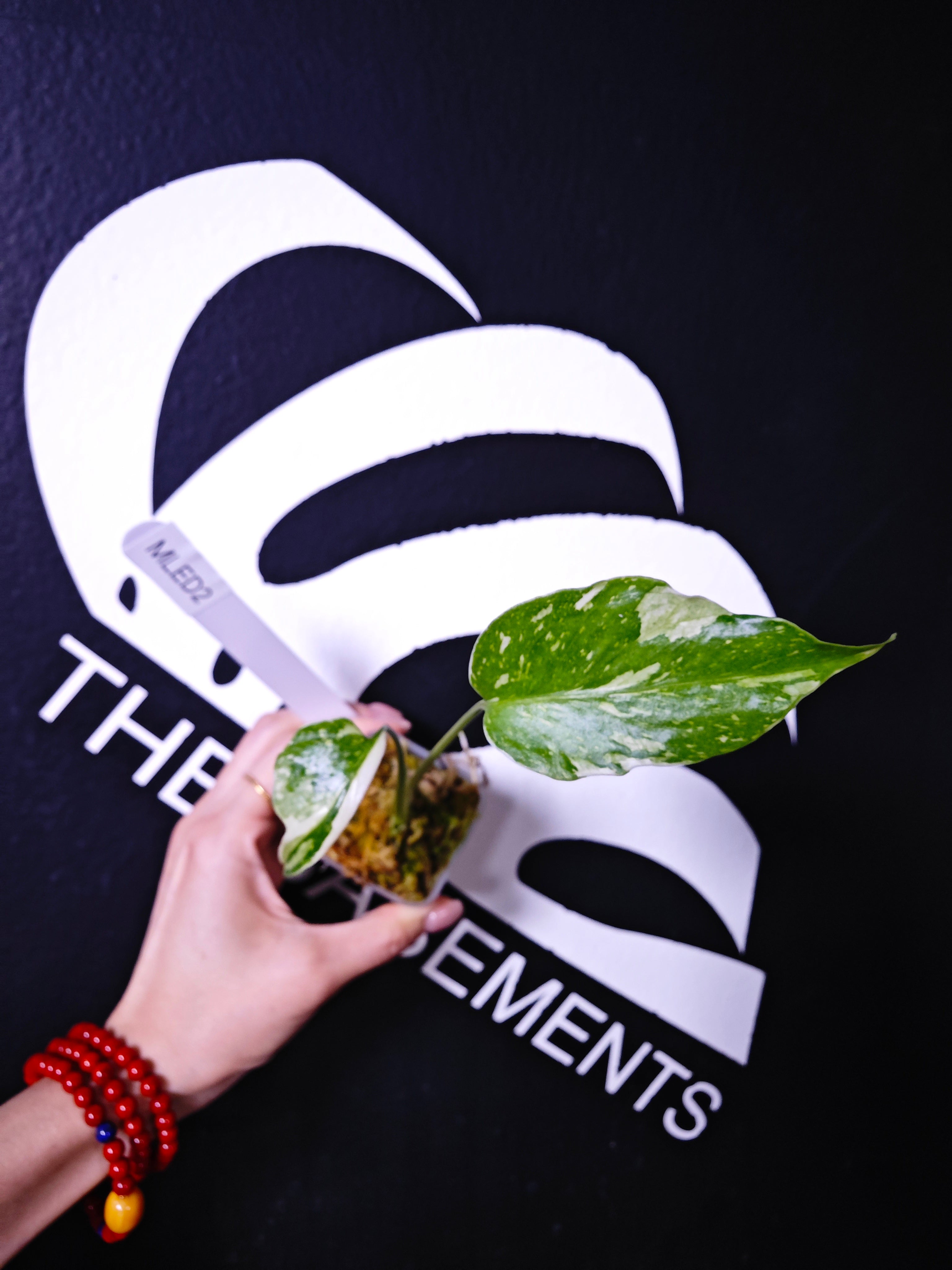 Monstera Electrolyte - thebasements.com