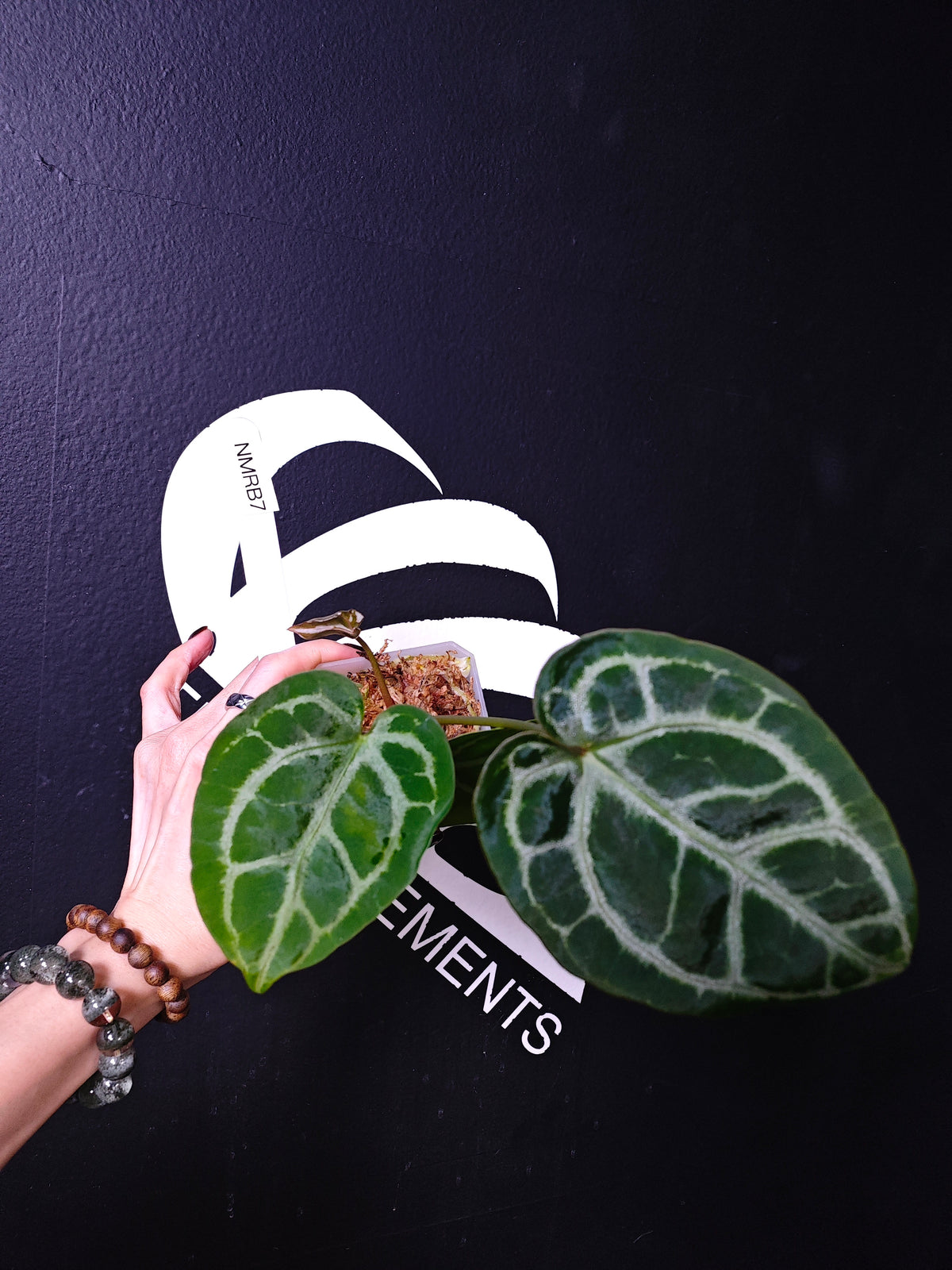Anthurium Magic Girl x Red Crystal - thebasements.com