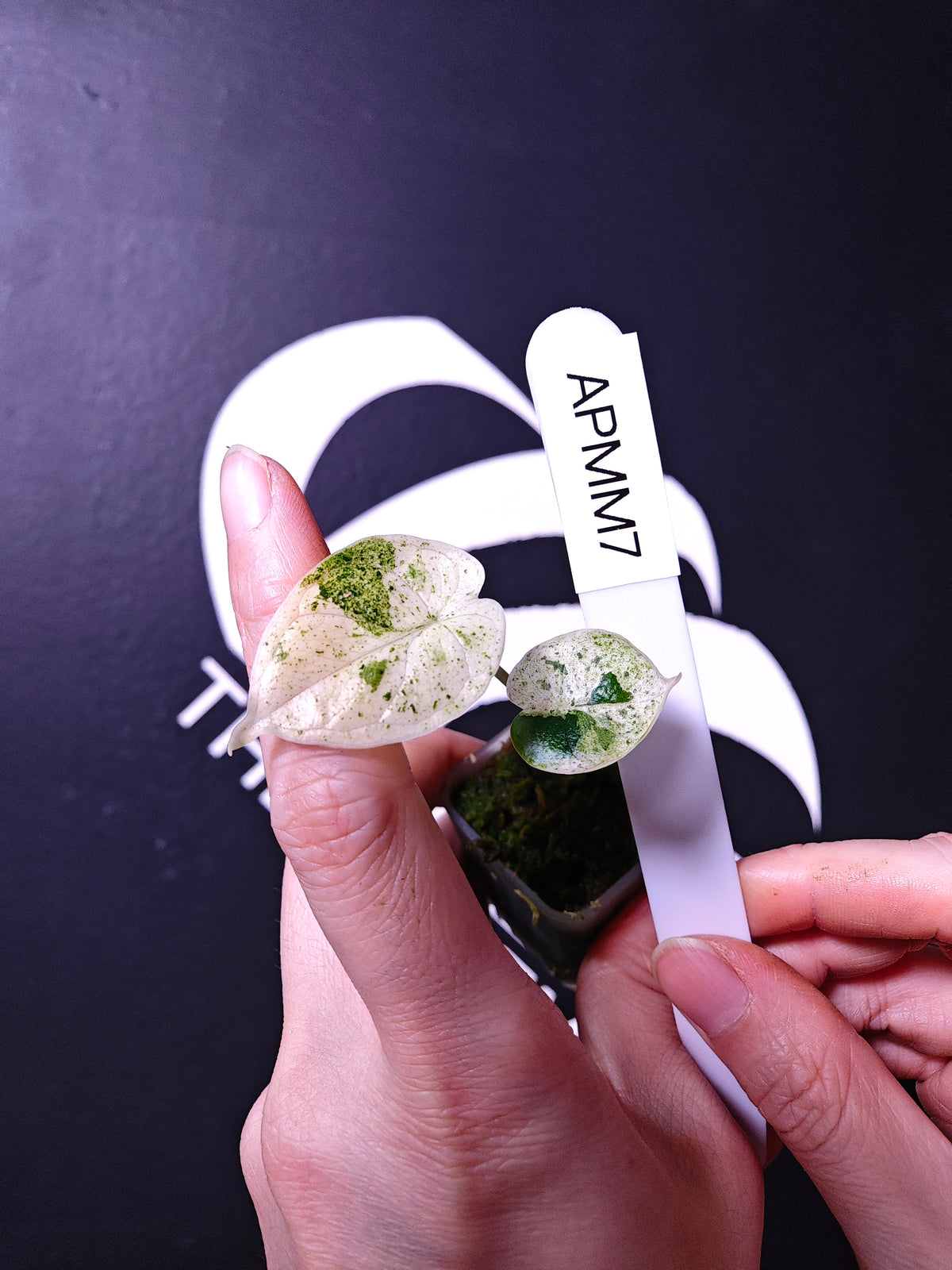 Alocasia Dragon Scale Mint - thebasements.com
