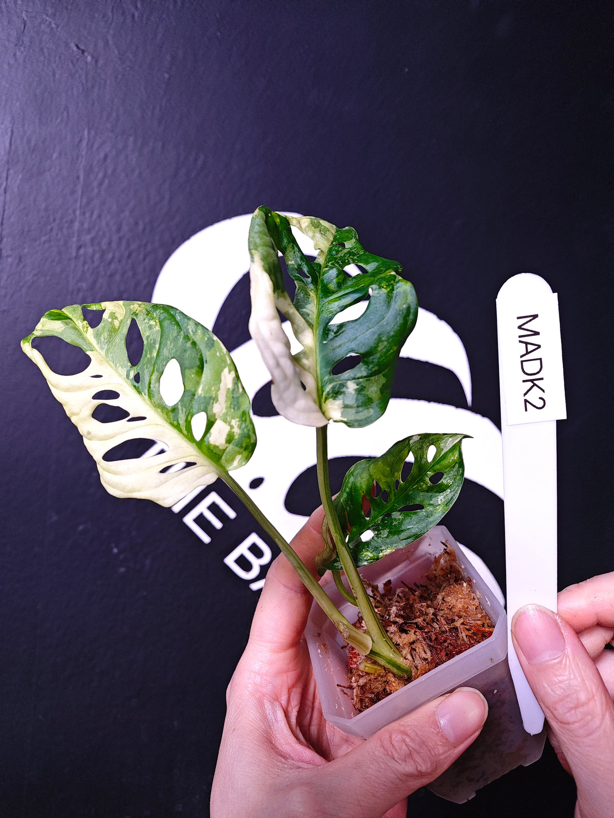 Monstera Adansonii Albo - thebasements.us
