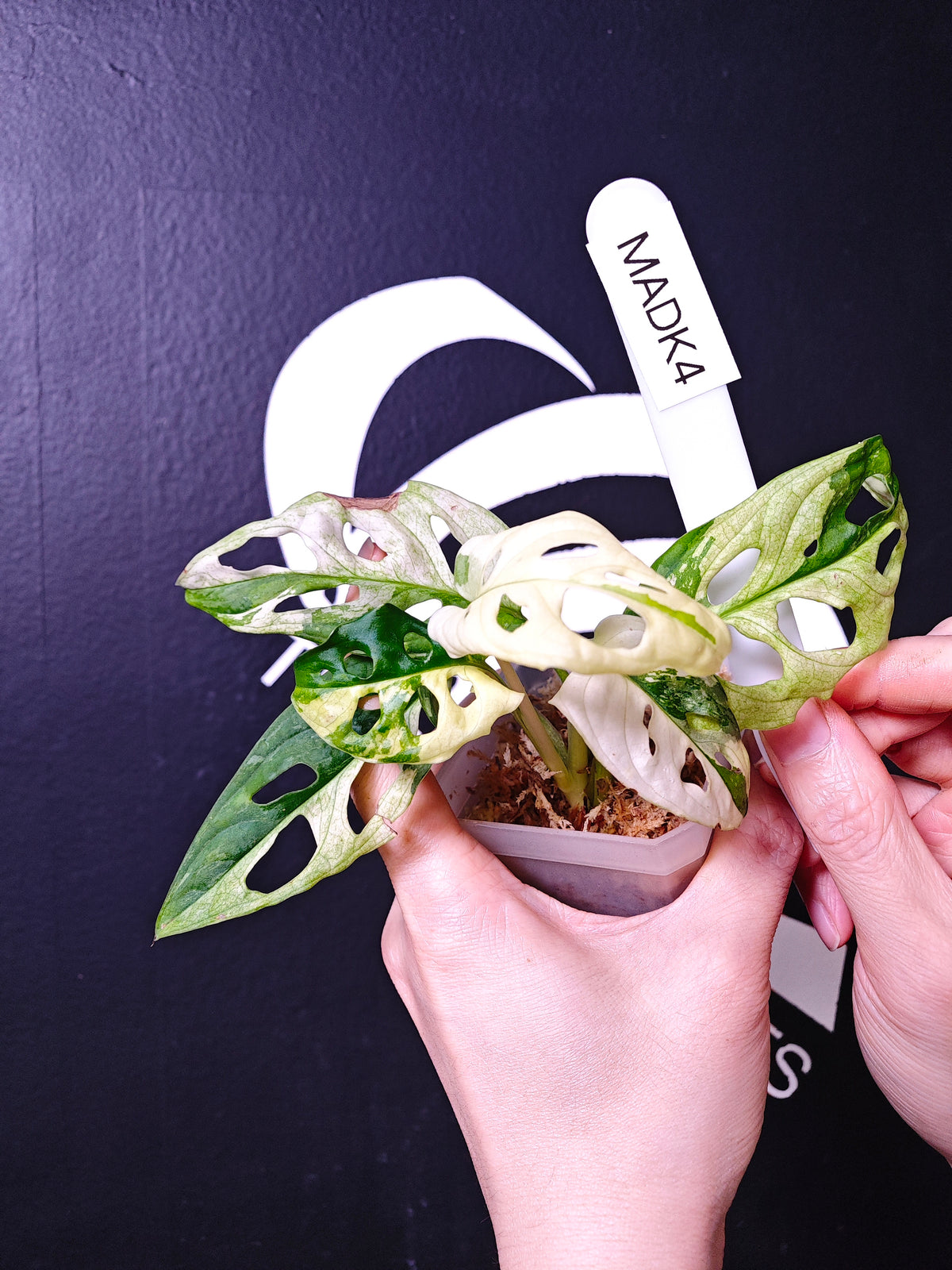 Monstera Adansonii Albo - thebasements.com