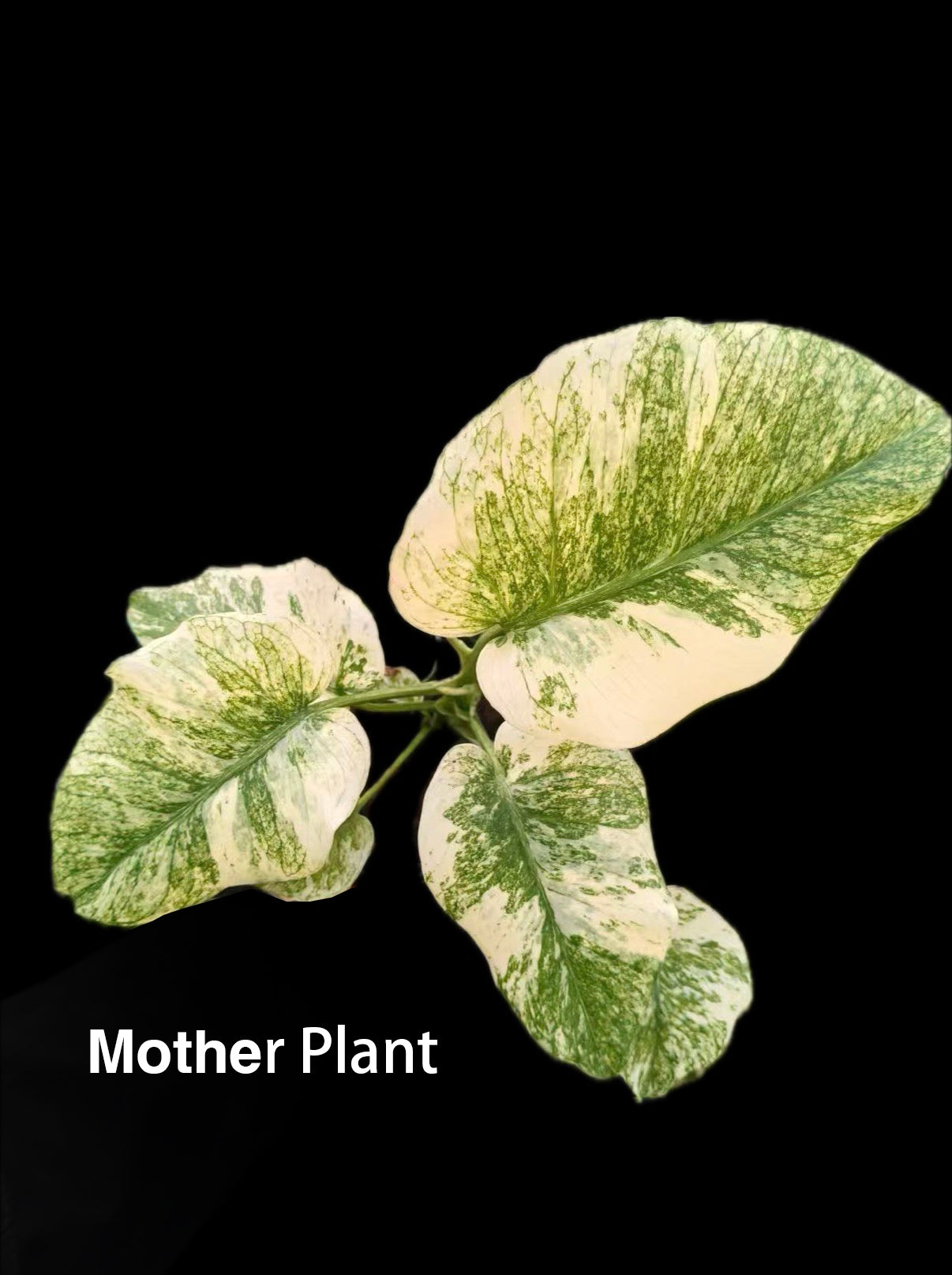 Monstera Cathay Mint - thebasements.com
