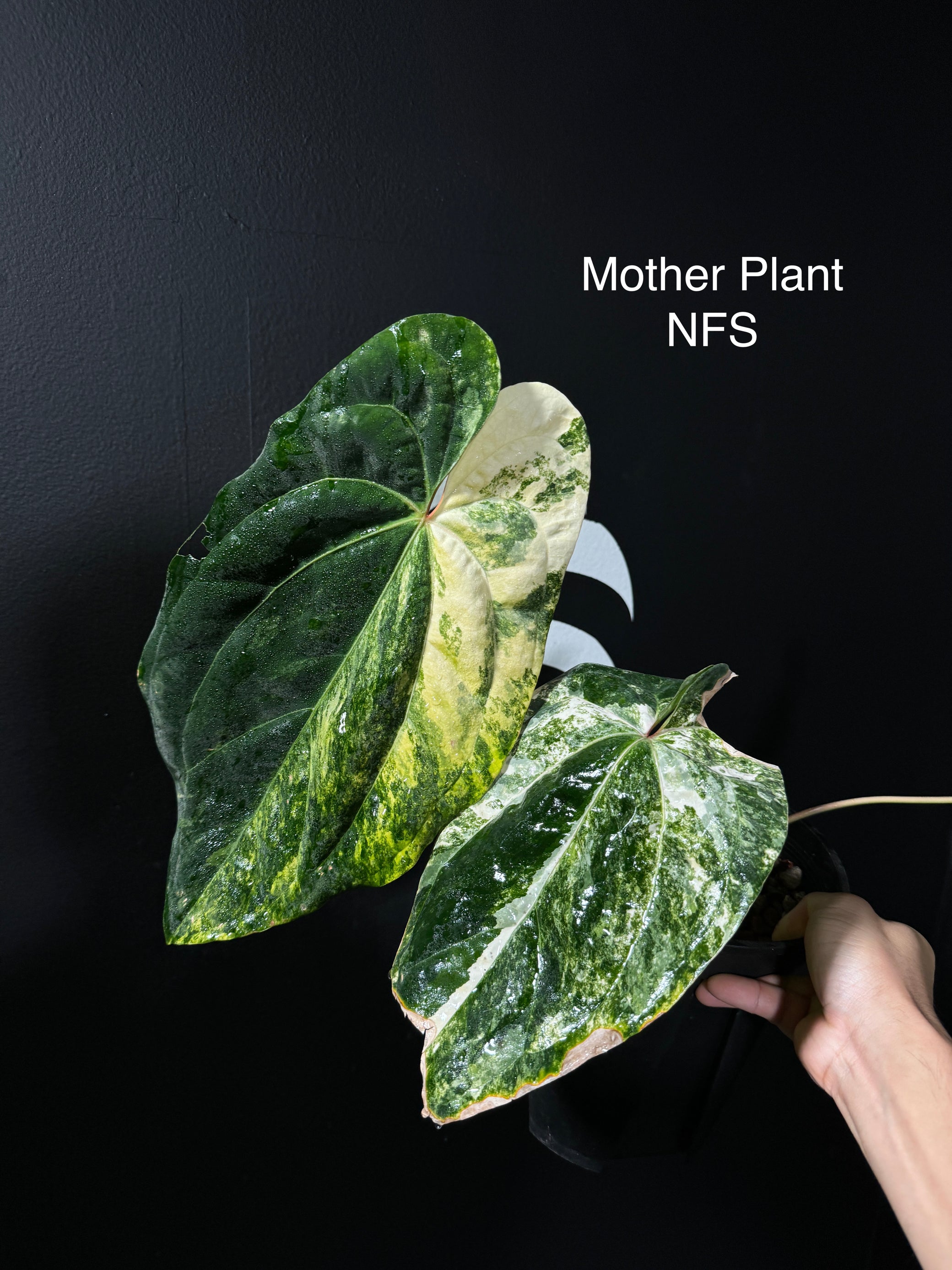 anthurium variegata Anthurium Papillilaminum Variegated