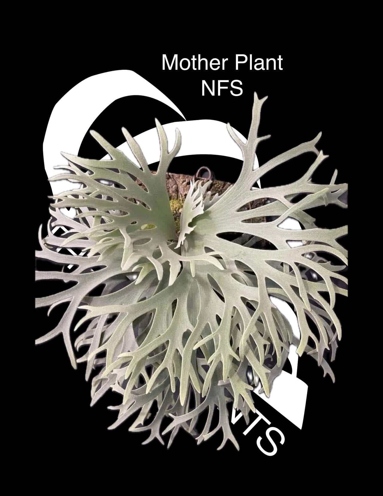 Platycerium Willinckii Jewel Sporeling