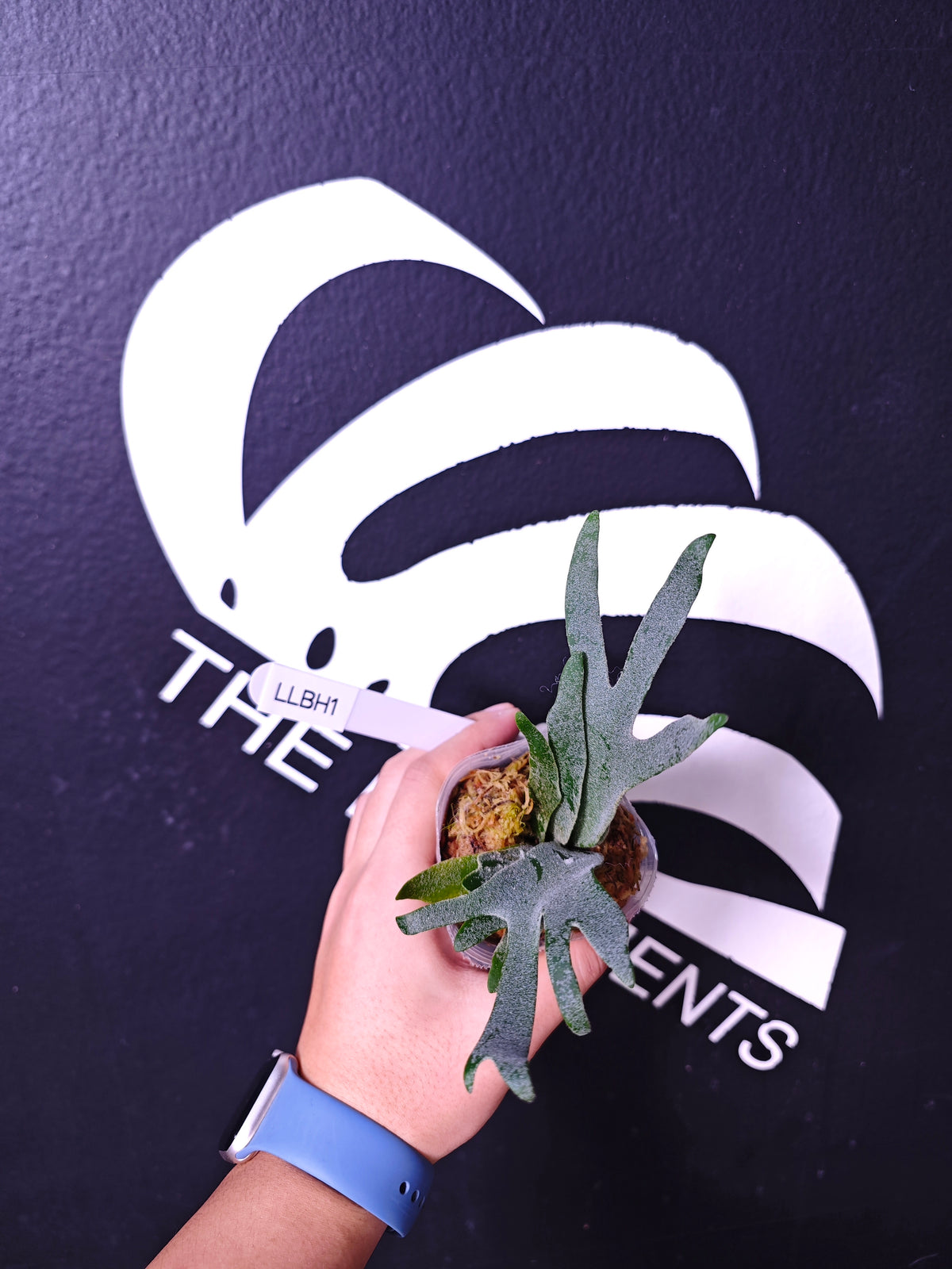 THEBASEMENTS LLBH1 be0f43c570627e62