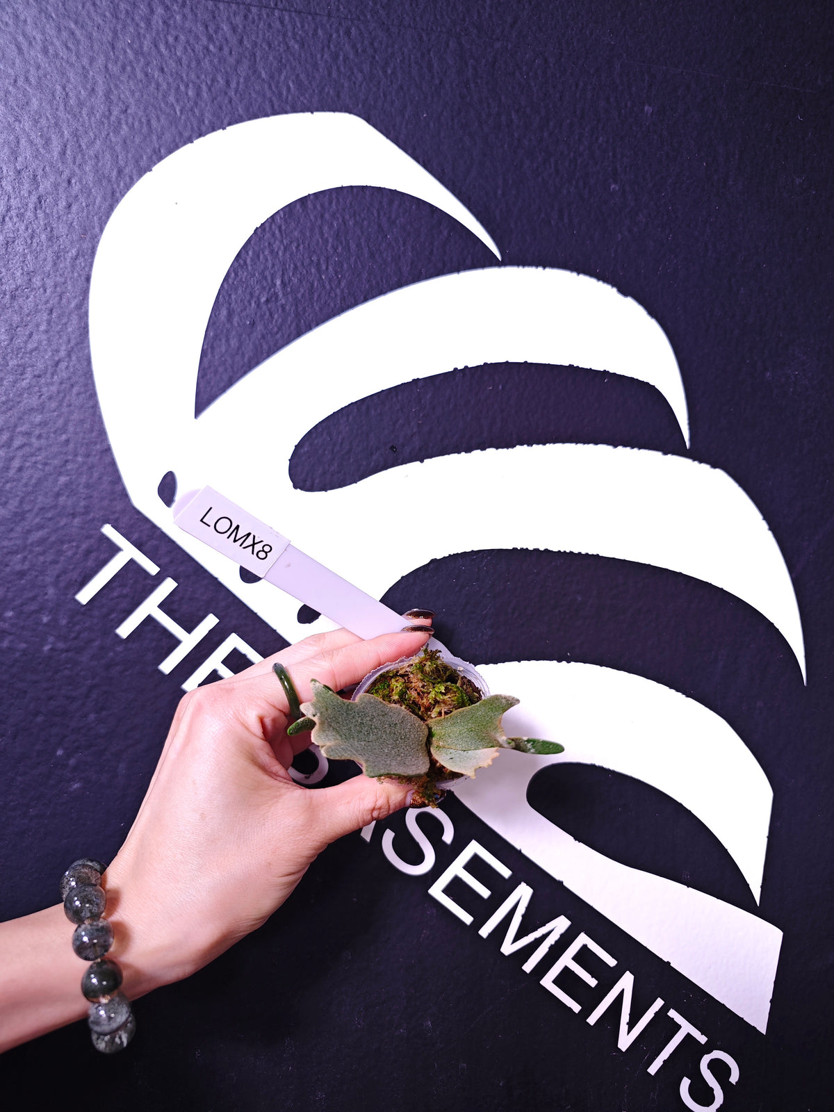 THEBASEMENTS LOMX8 feddcad3692209b2