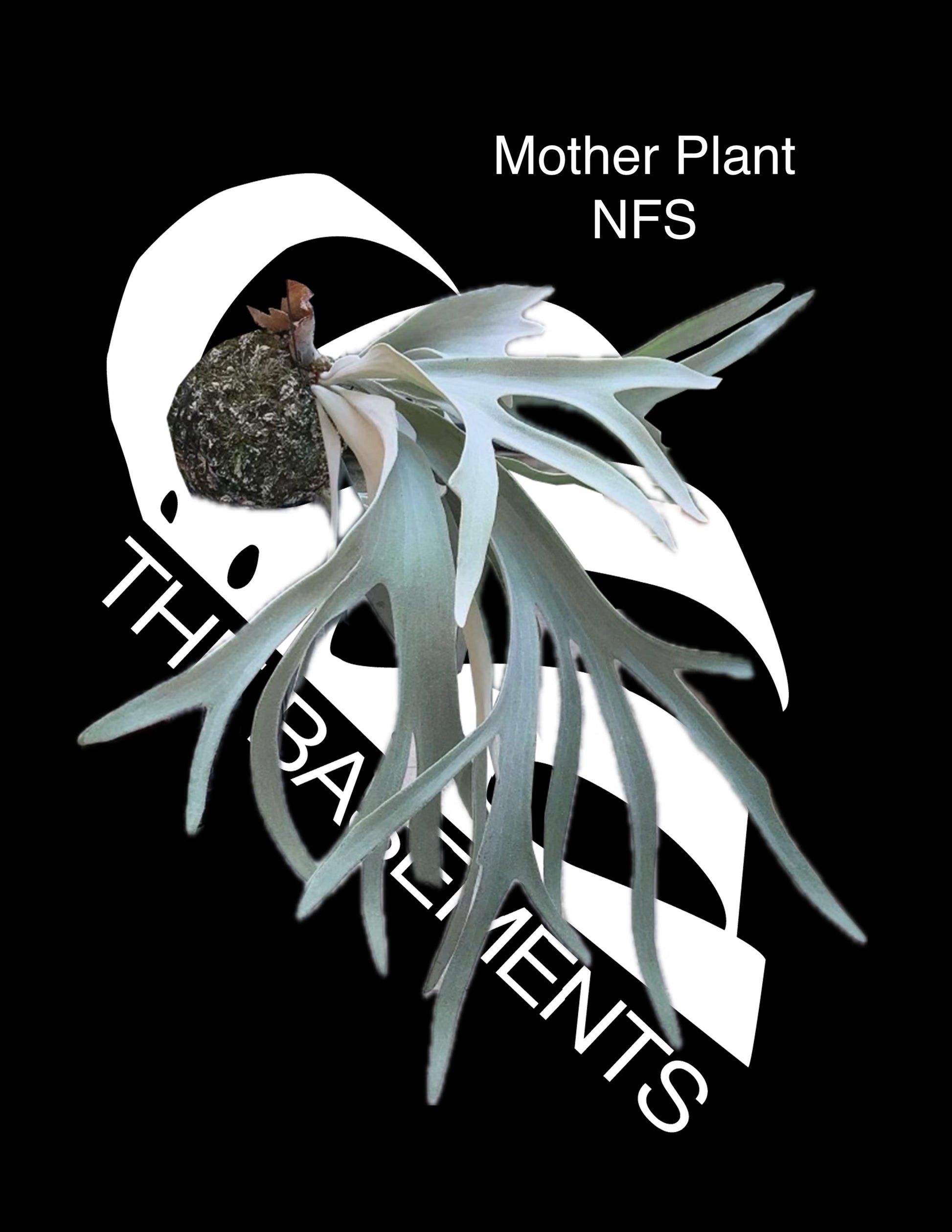 Platycerium Hakuna Matata - thebasements.com