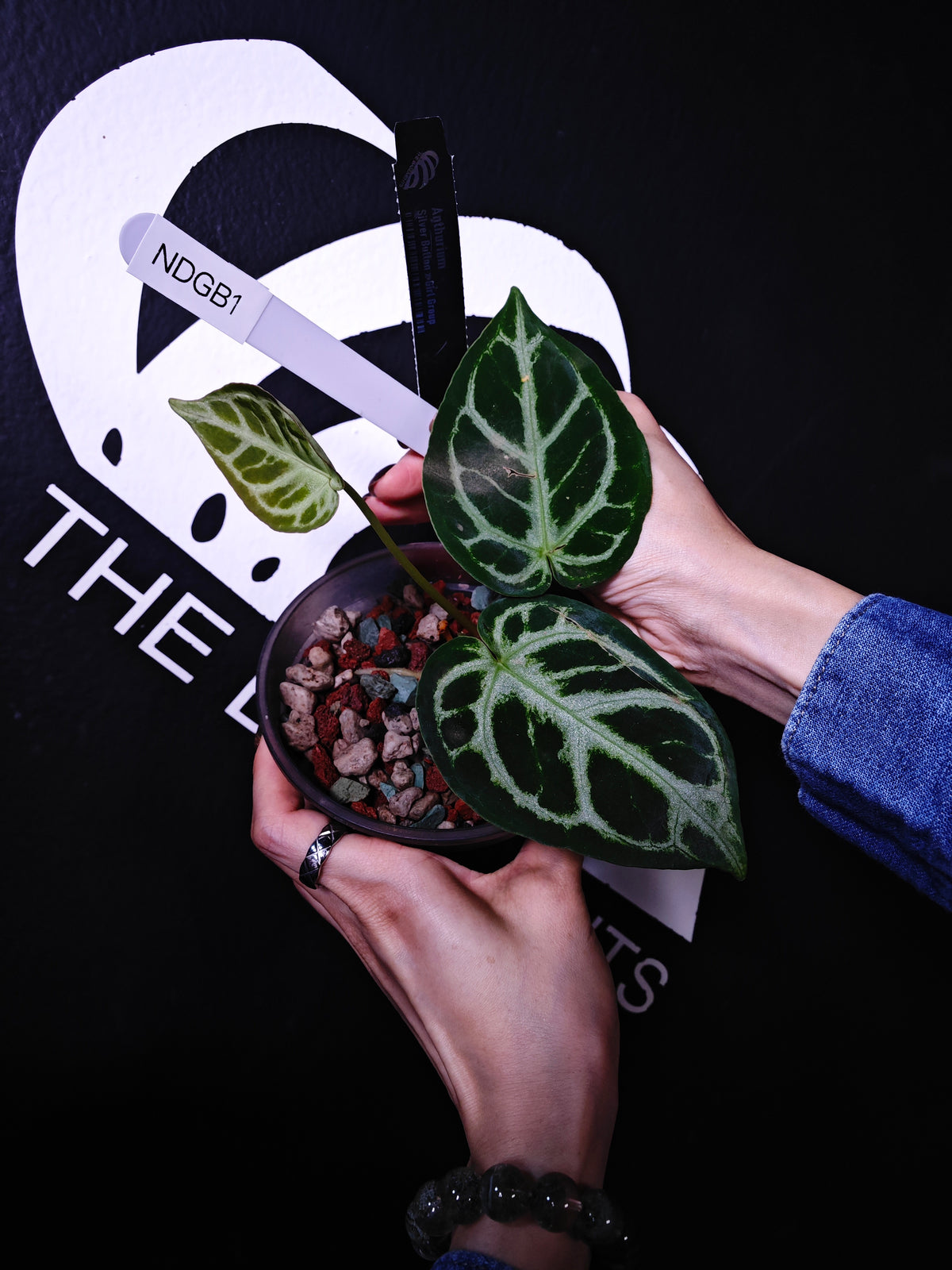 Anthurium Dorayaki x Girl Group - thebasements.com