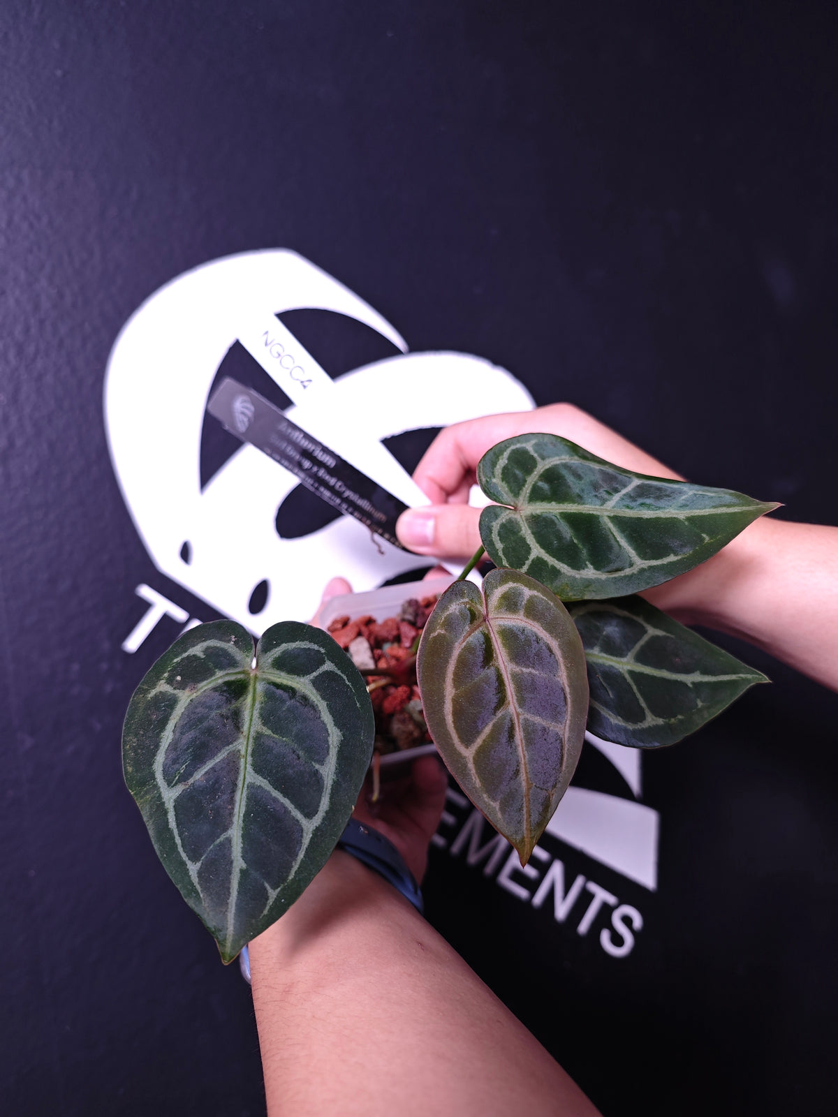 THEBASEMENTS NGCC4 28616e18ccf8812b