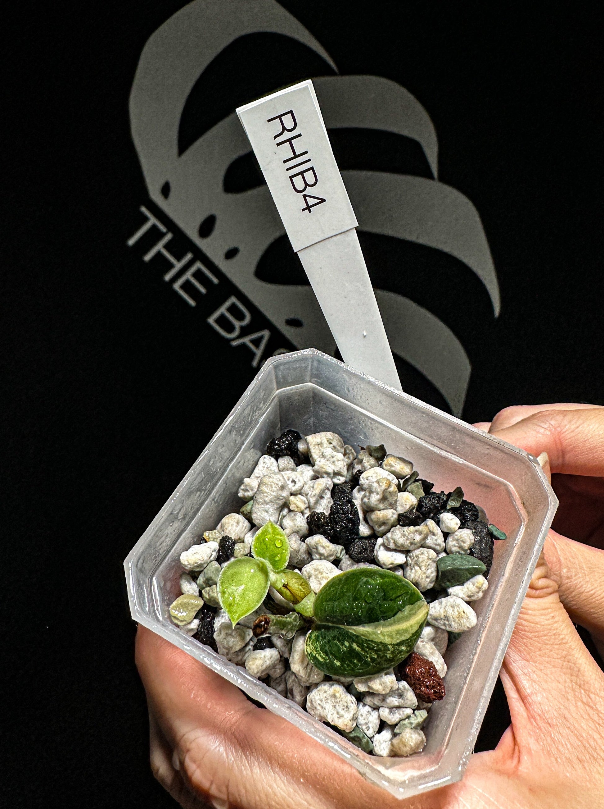 Rhaphidophora Hayi Variegated - thebasements.us