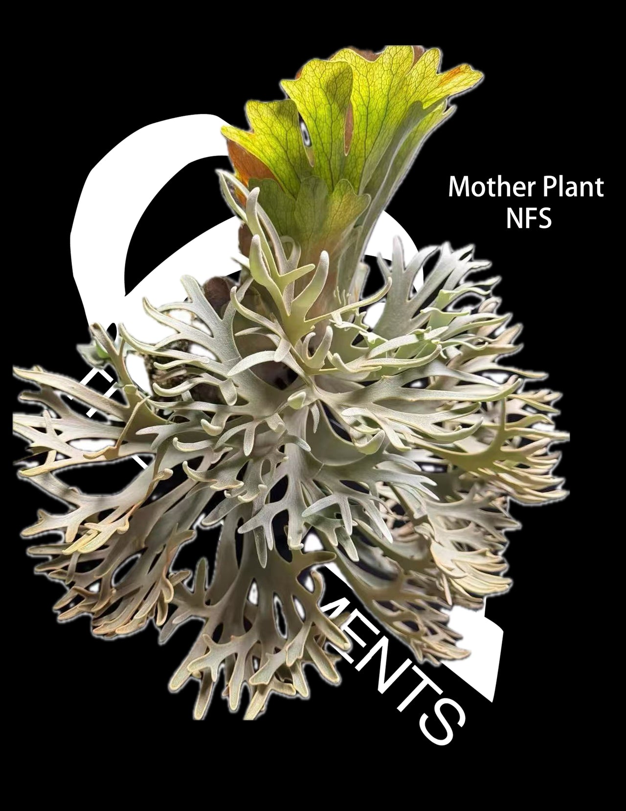 Platycerium Willinckii Dwarf “Nano” Sporeling