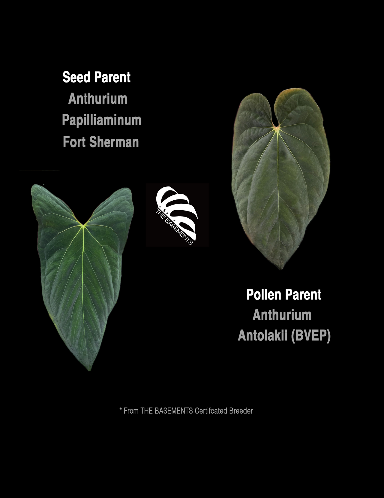 Anthurium Papilliaminum Fort Sherman x Antolakii (BVEP) Seeding