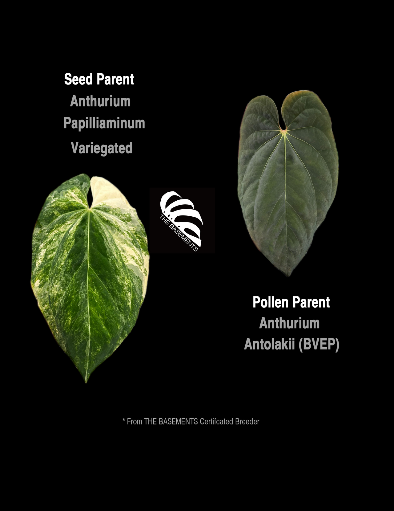 Anthurium Papilliaminum Variegated X Antolakii (BVEP) Seeding