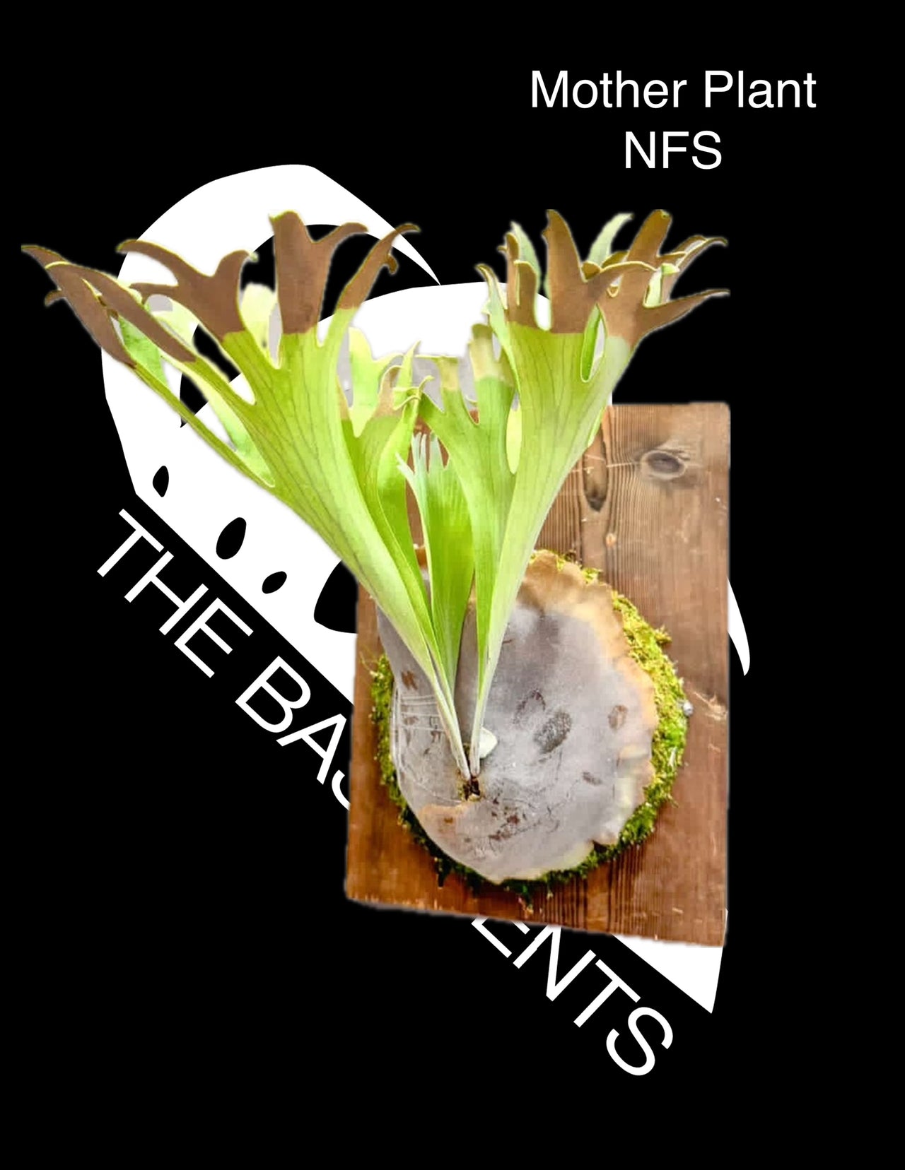 Platycerium Bifurcatum Popcorn