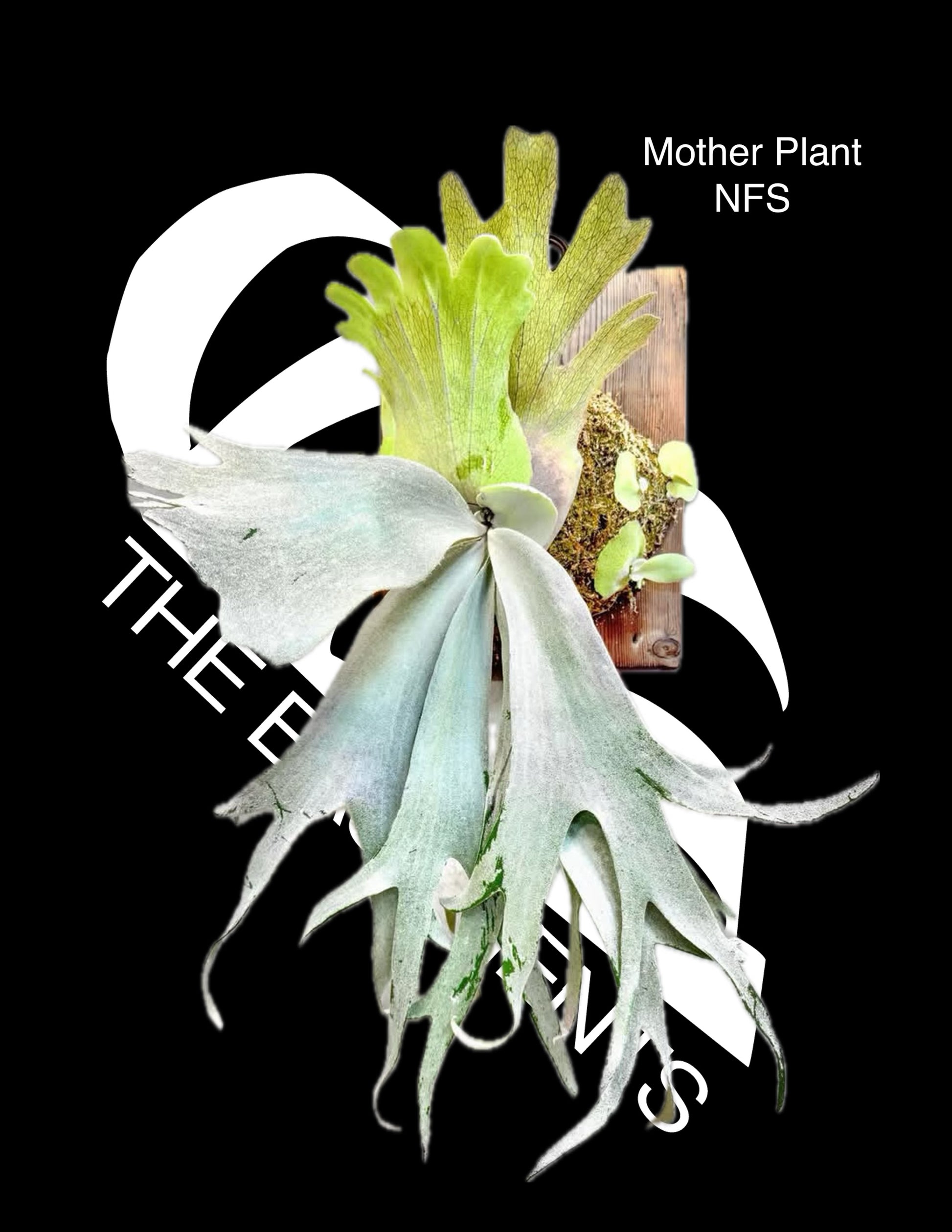 Platycerium Willinckii Pearl Queen Sporeling Selected - thebasements.com