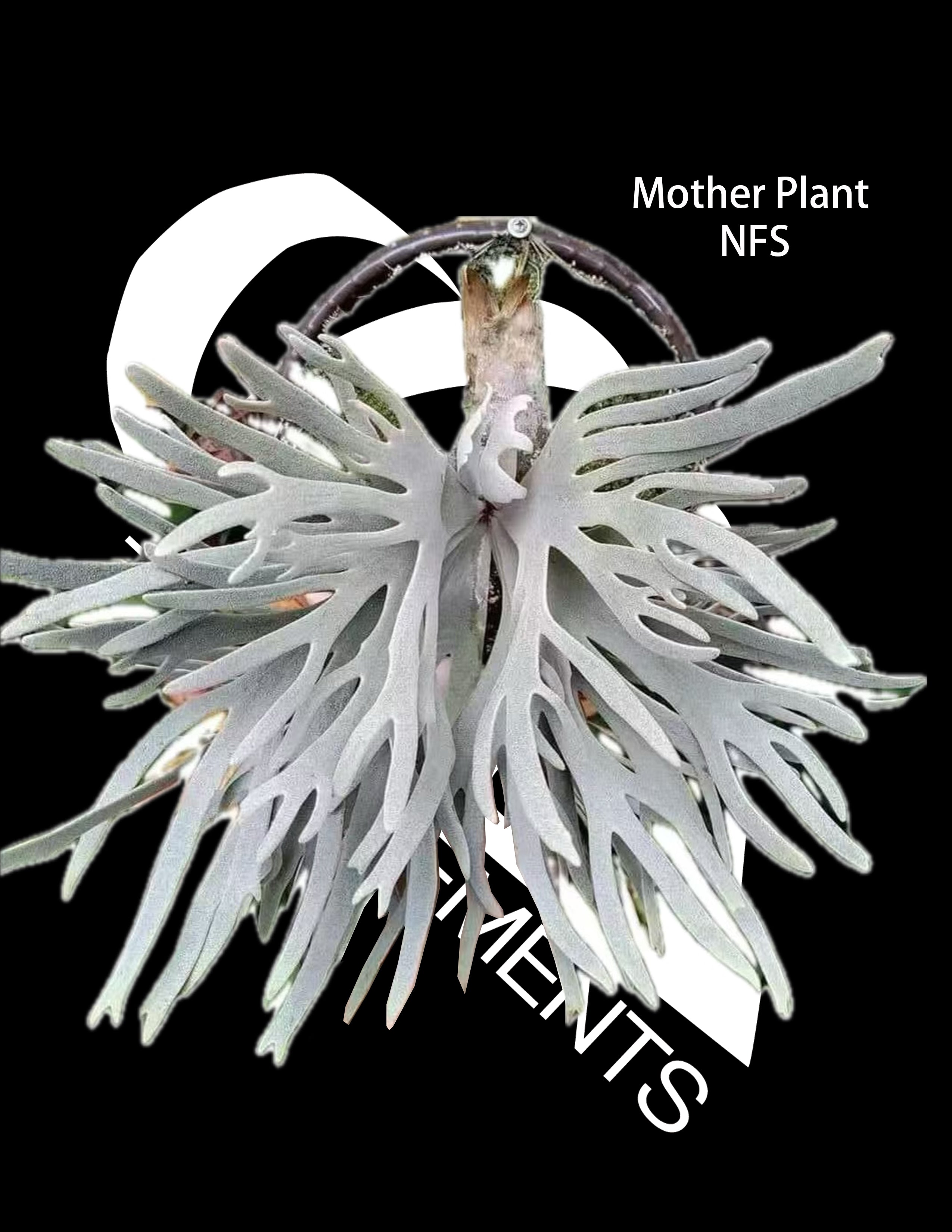 Platycerium Willinckii Dwarf “Jade Gril” Sporeling - thebasements.com