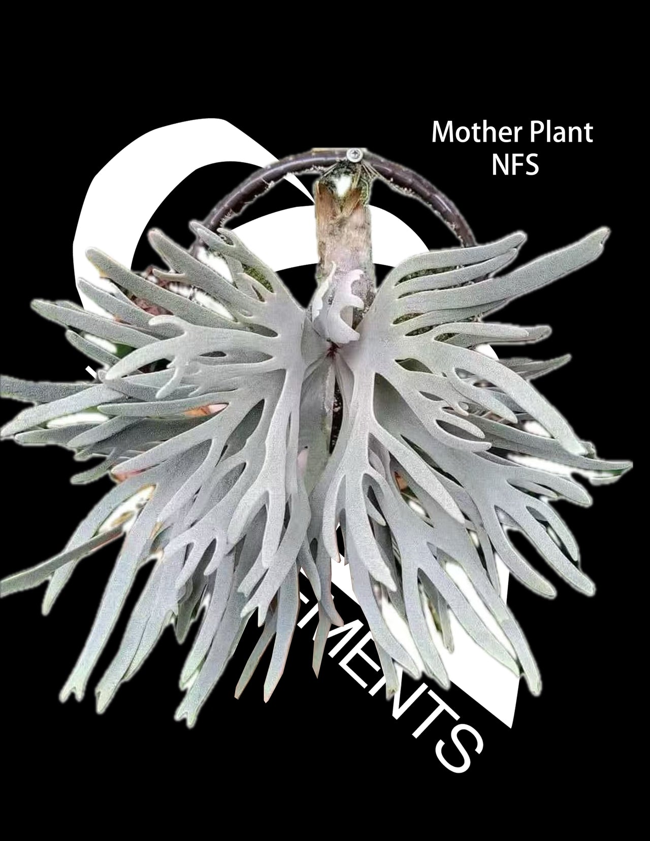 Platycerium Willinckii Dwarf “Jade Gril” Sporeling
