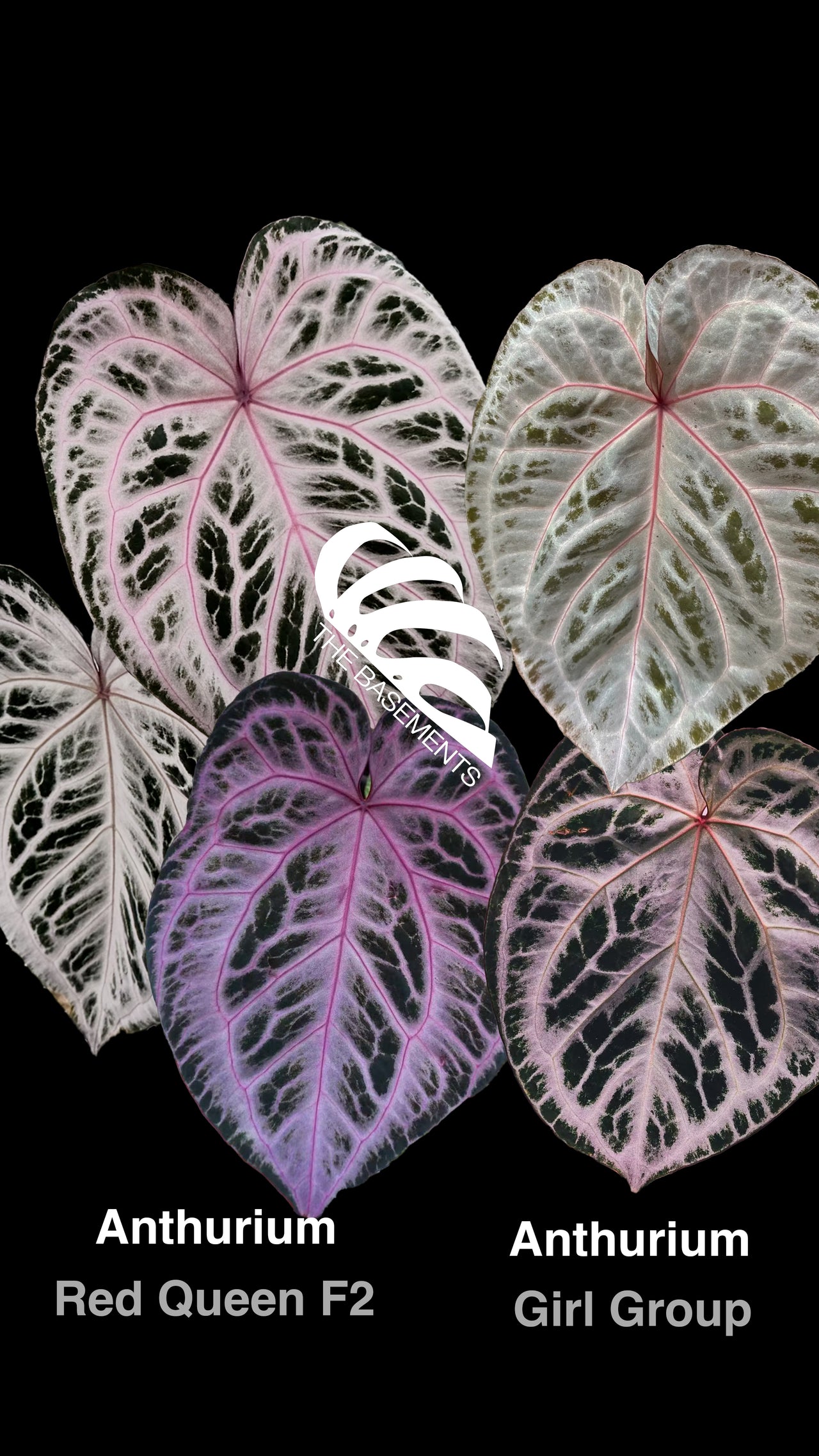 Anthurium Red Queen F2 x Girl Group