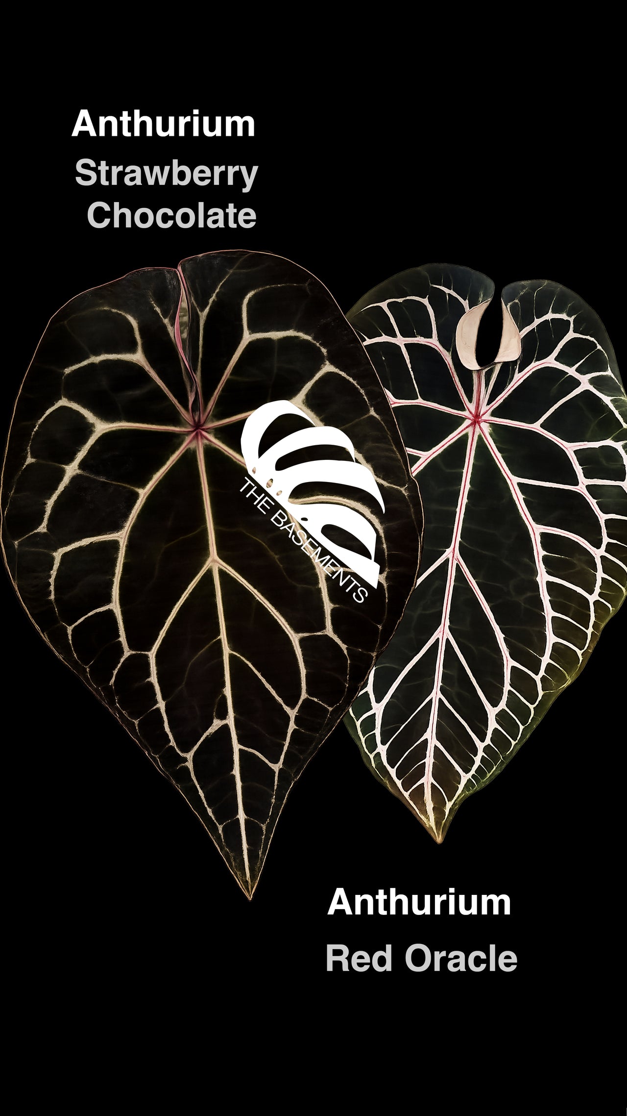 Anthurium Strawberry Chocolate x Red Oracle - thebasements.com