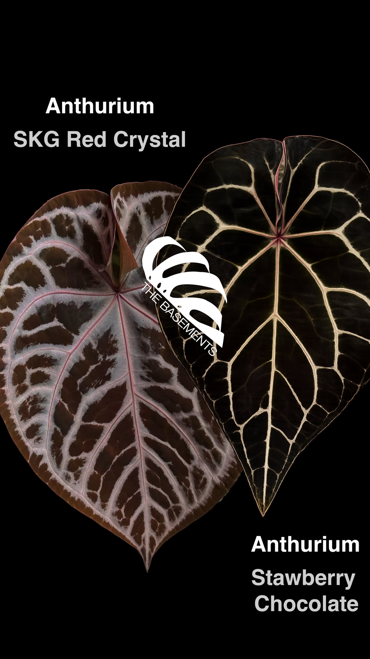 Anthurium SKG Red Crystal x Strawberry Chocolate - thebasements.com