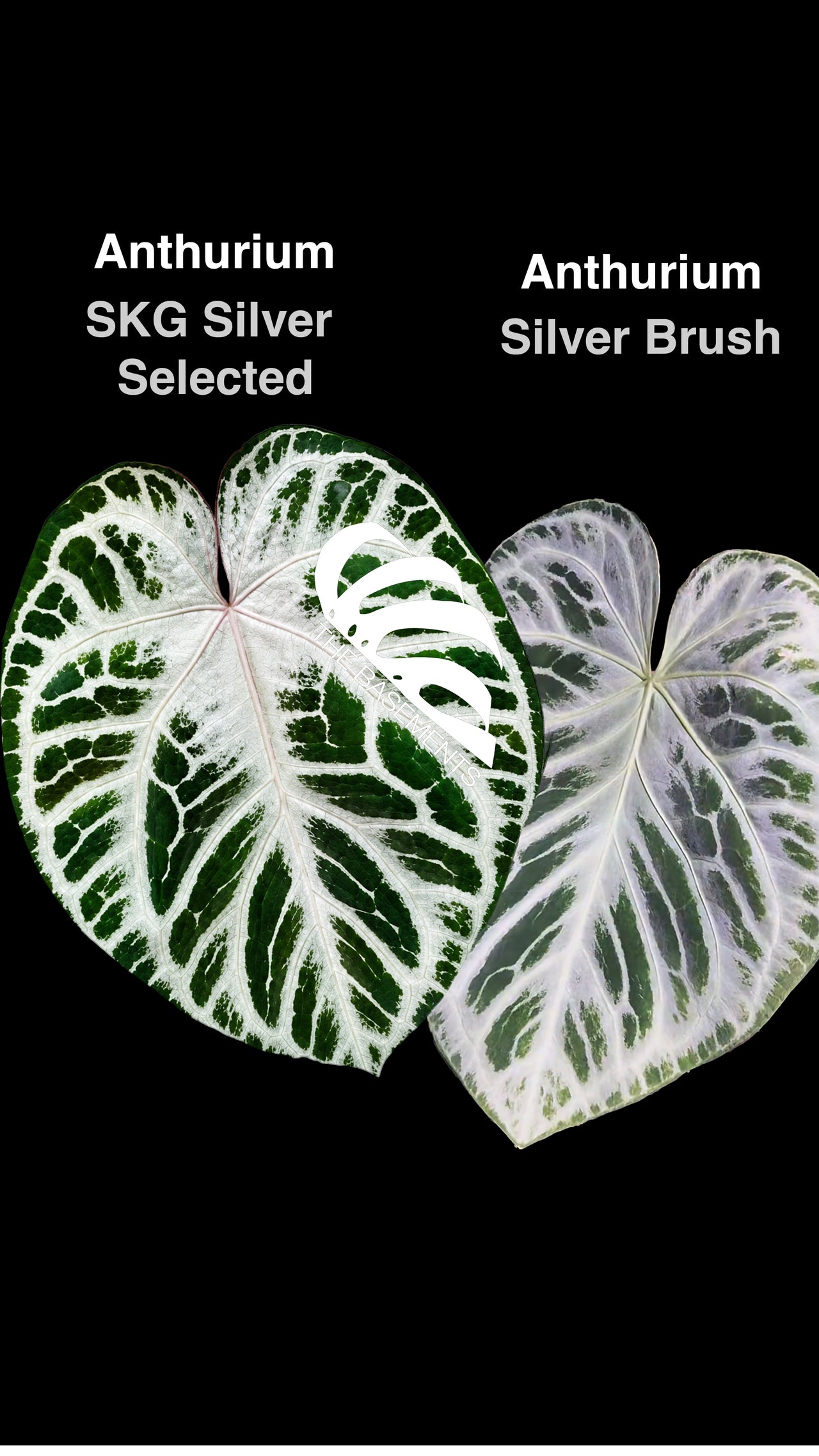 Anthurium SKG Silver x Silver Brush - thebasements.com